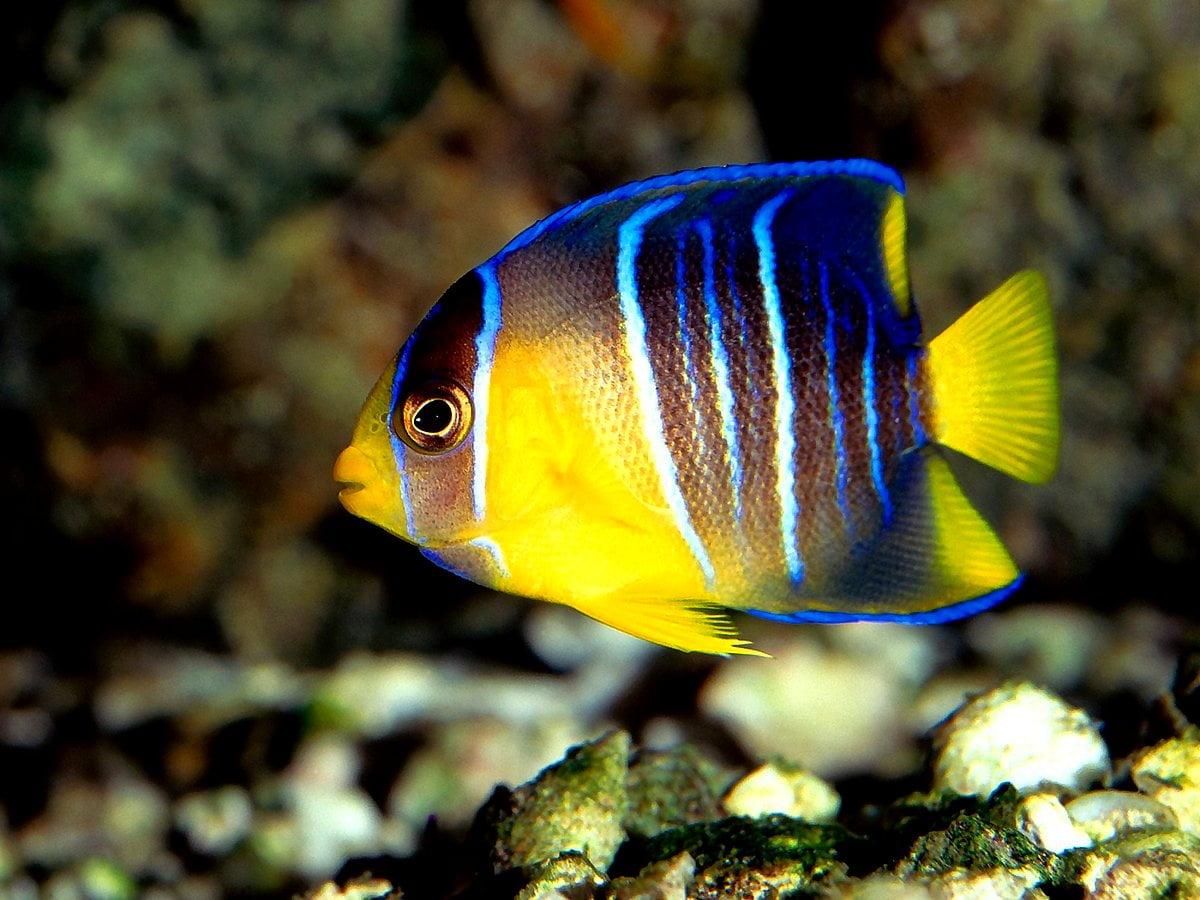 1200x900 Background photo Fish, Reef, Aquarium. Free TOP image