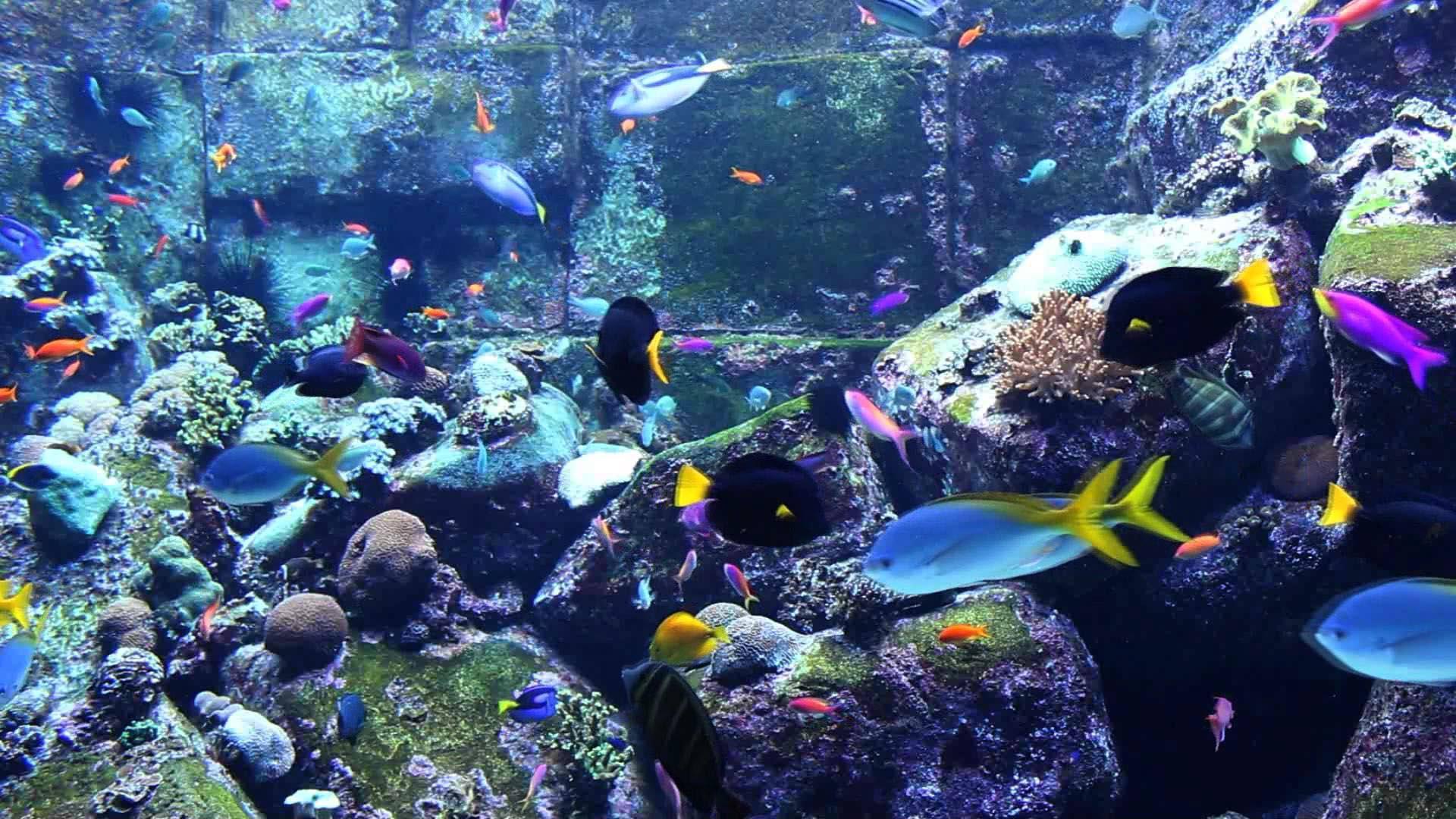 georgia aquarium 4k wallpaper