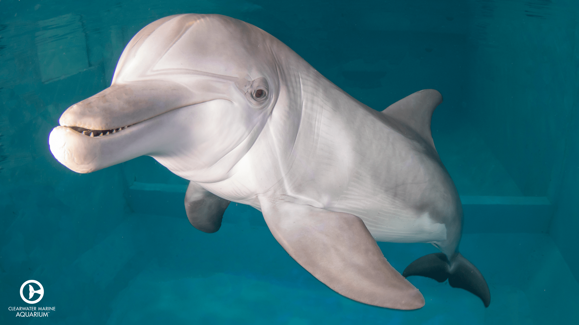 1920x1080 Virtual Background Marine Aquarium