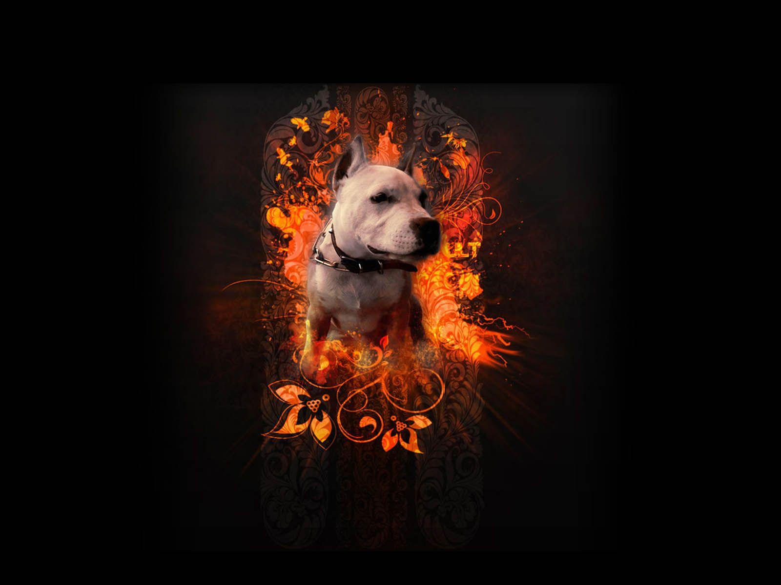 1600x1200 pitbulls