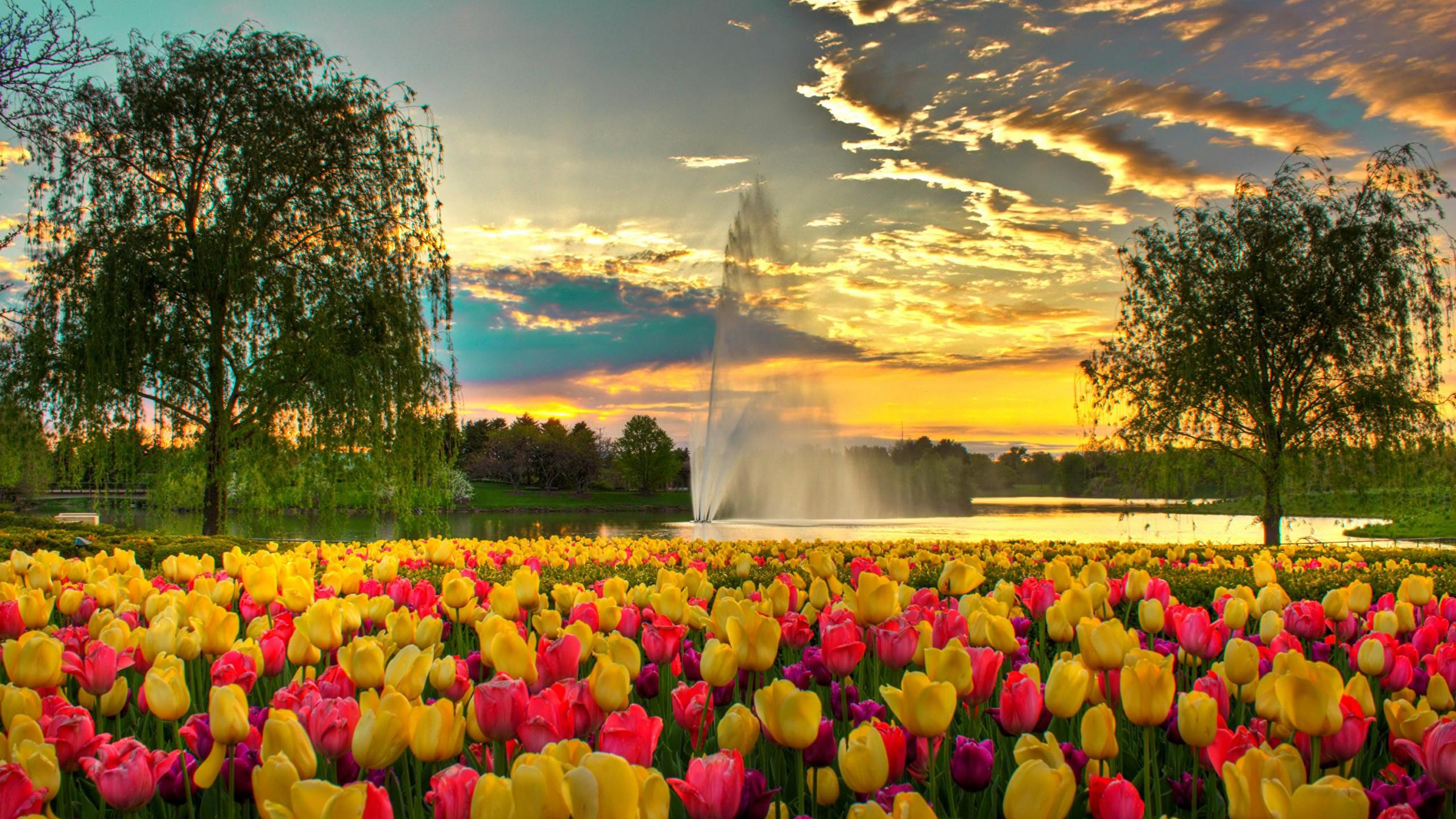 2560x1440 Picture Chicago city USA Fountains Botanic Garden Tulips 2560x1440