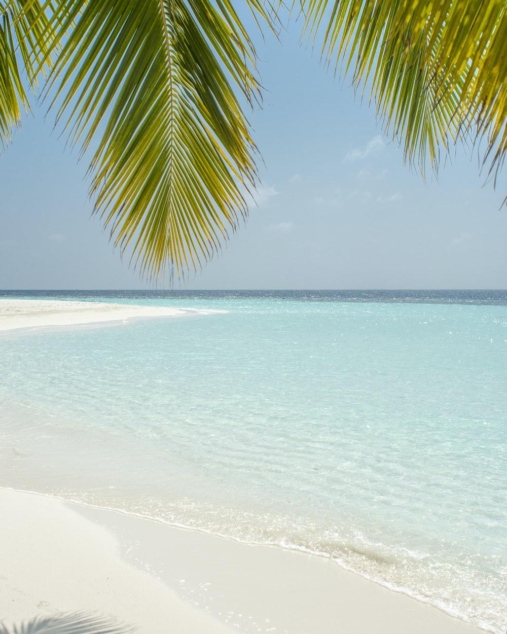 1000x1250 Tropical Wallpaper: Free HD Download [HQ]
