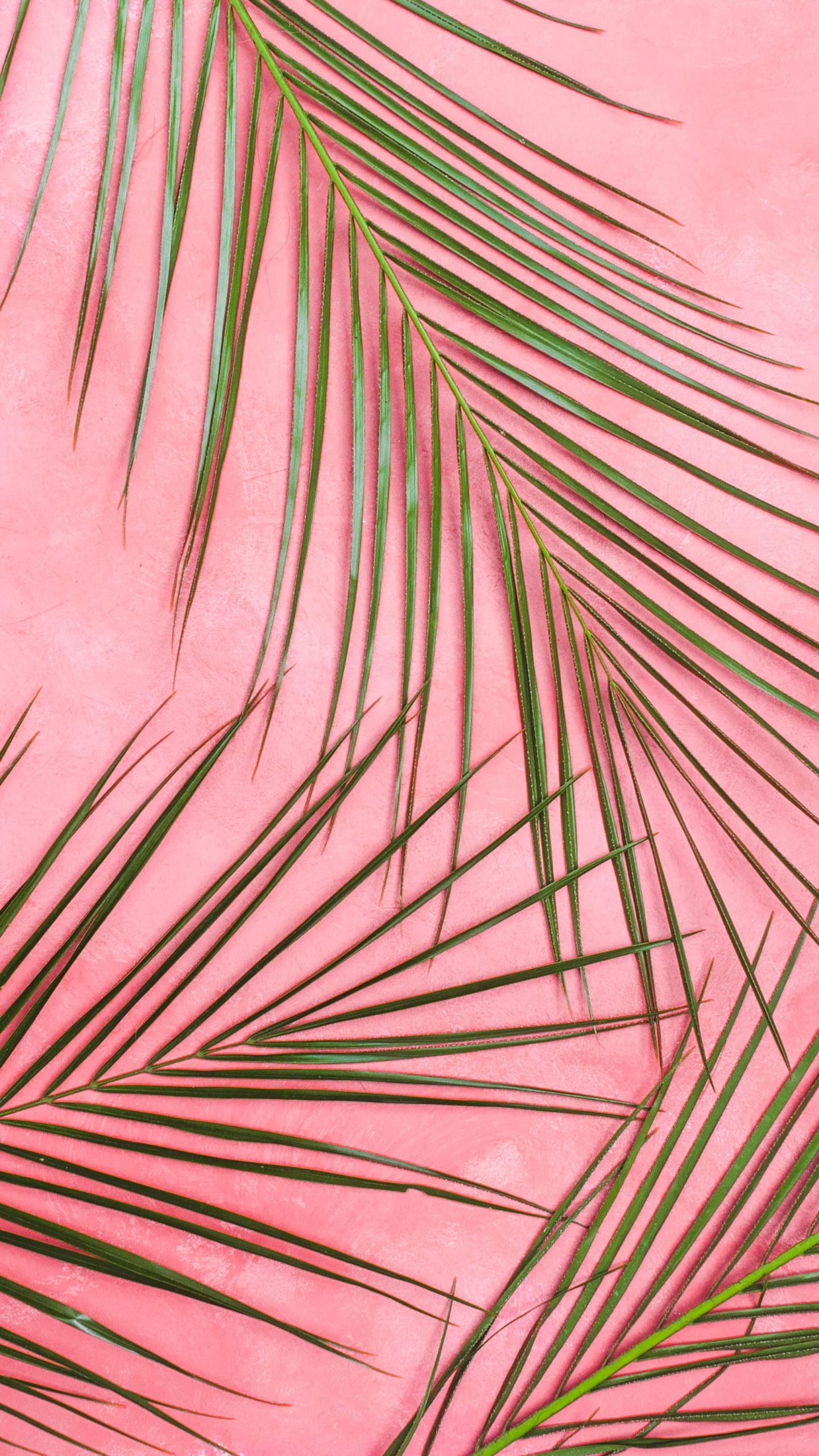 Pink Tropical Wallpapers Top Free Pink Tropical Backgrounds