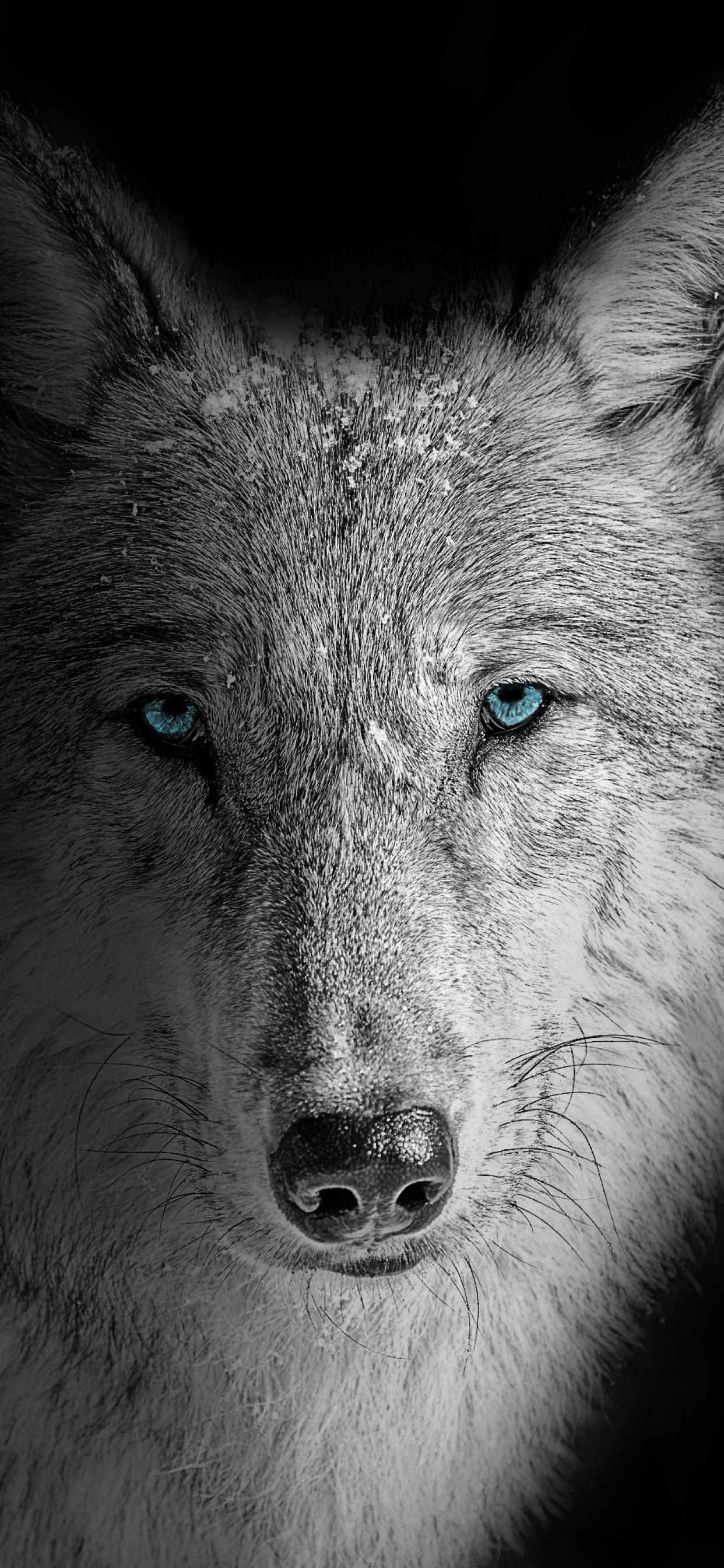 1242x2688 Wolf Wallpaper 4K, Beast, Wild, White wolf, Black background, Animals