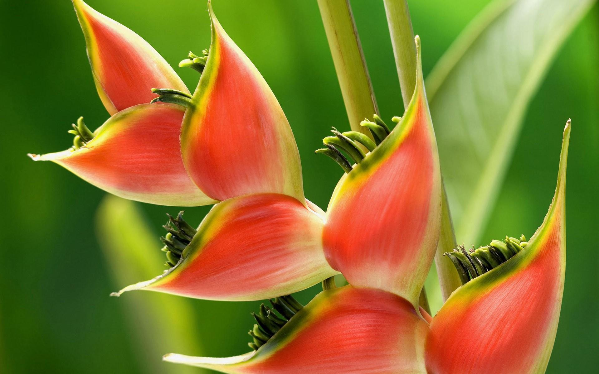 1920x1200 Heliconia Wallpaper. Heliconia Wallpaper