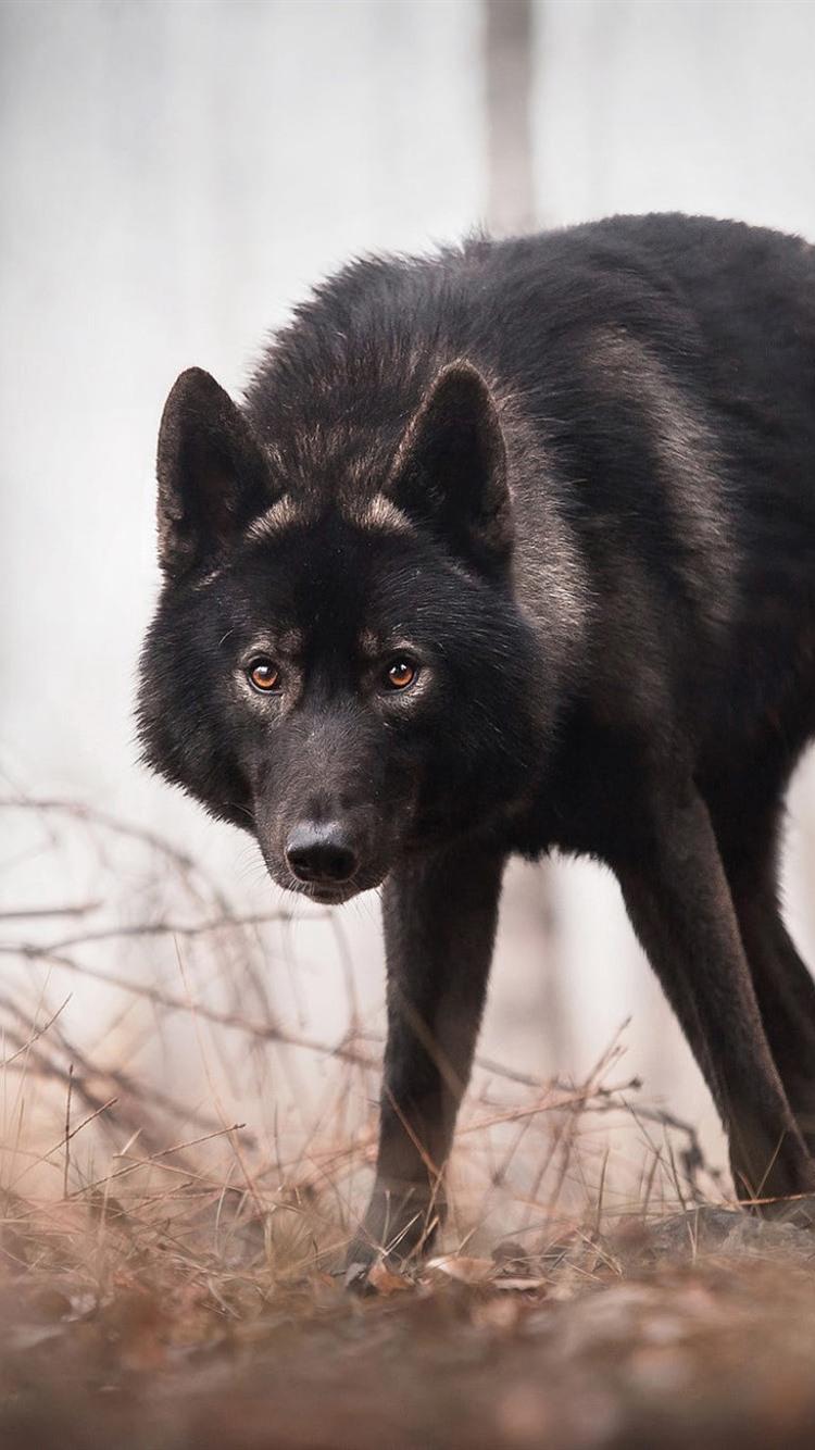 750x1334 Black Wolf Look At You, Forest 750x1334 IPhone 8 7 6 6S Wallpaper, Background, Picture, Image