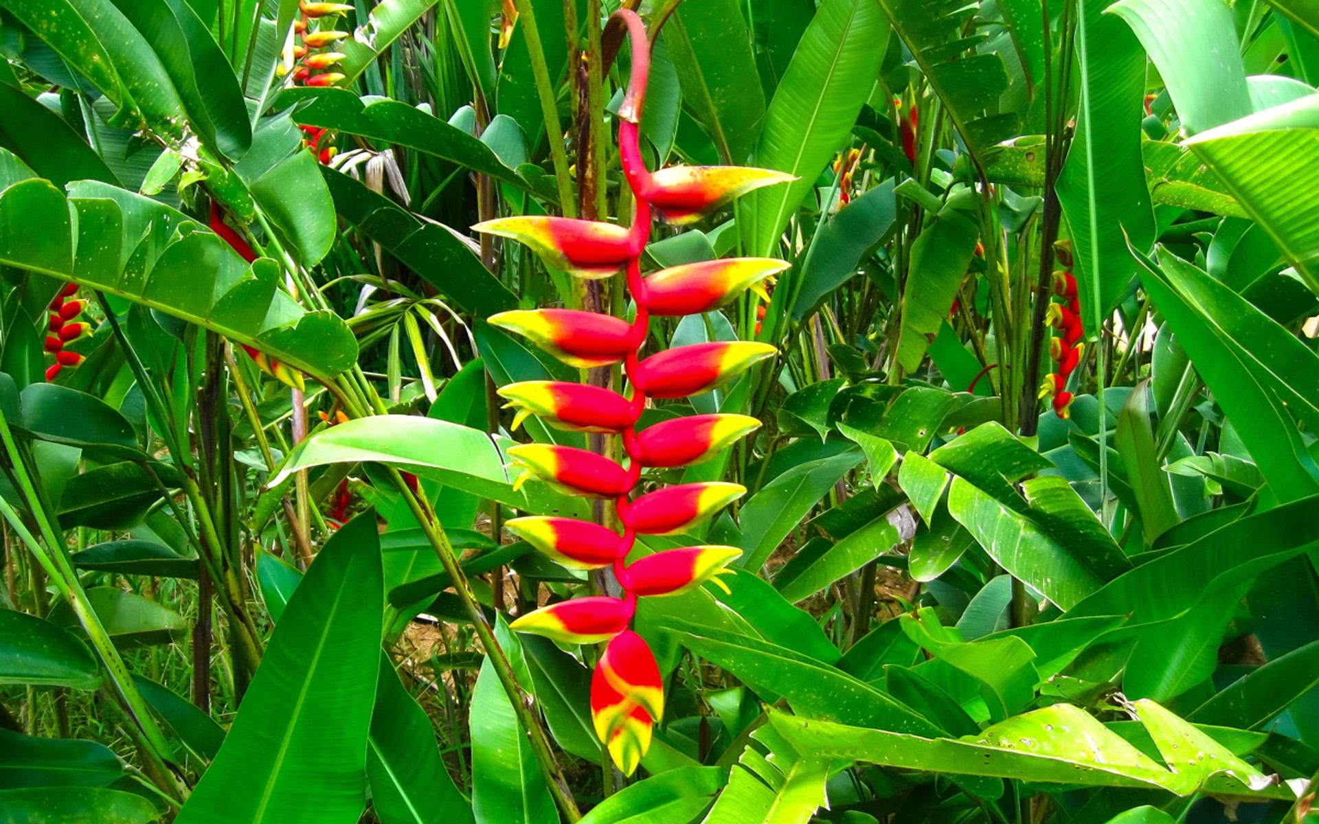 1920x1200 Exotic Flowers Red Heliconia Flowers Tropical Plants Wallpaper HD 1920x1200 :