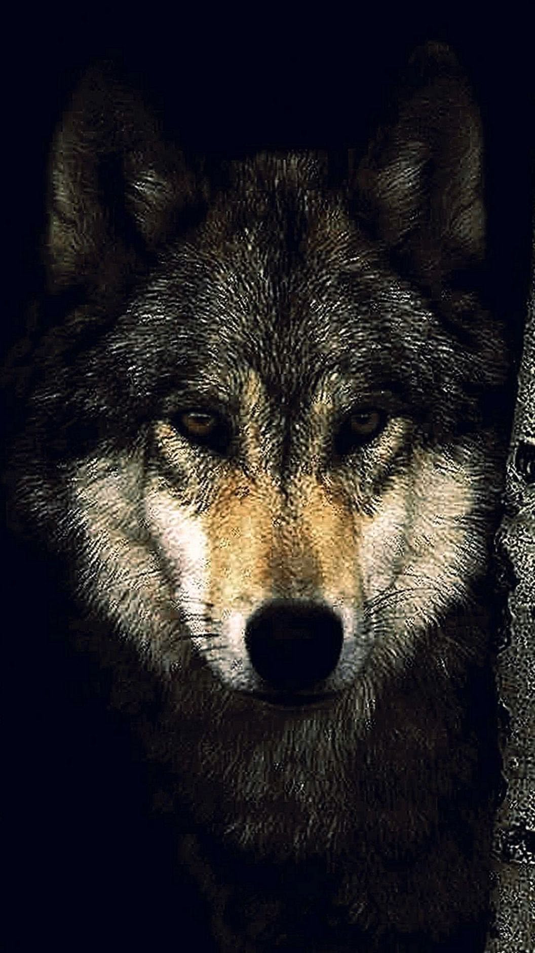 1056x1879 Wolf Wallpaper IPhone 6S Wallpaper.pro