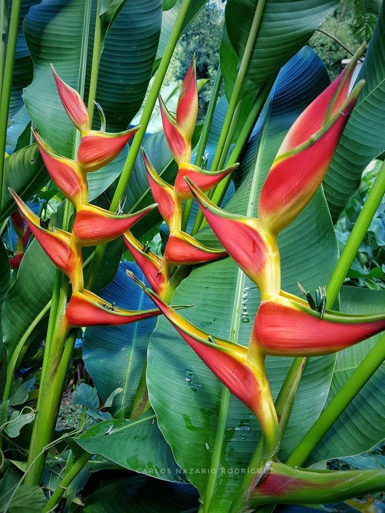 768x1024 Fiery HeliconiaOrange Crush. Flower photo, Heliconia, Types of flowers