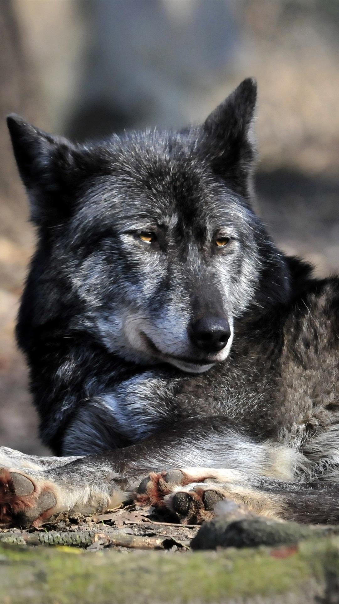 1080x1920 Black Wolf, Predator, Rest, Stay 1080x1920 IPhone 8 7 6 6S Plus Wallpaper, Background, Picture, Image
