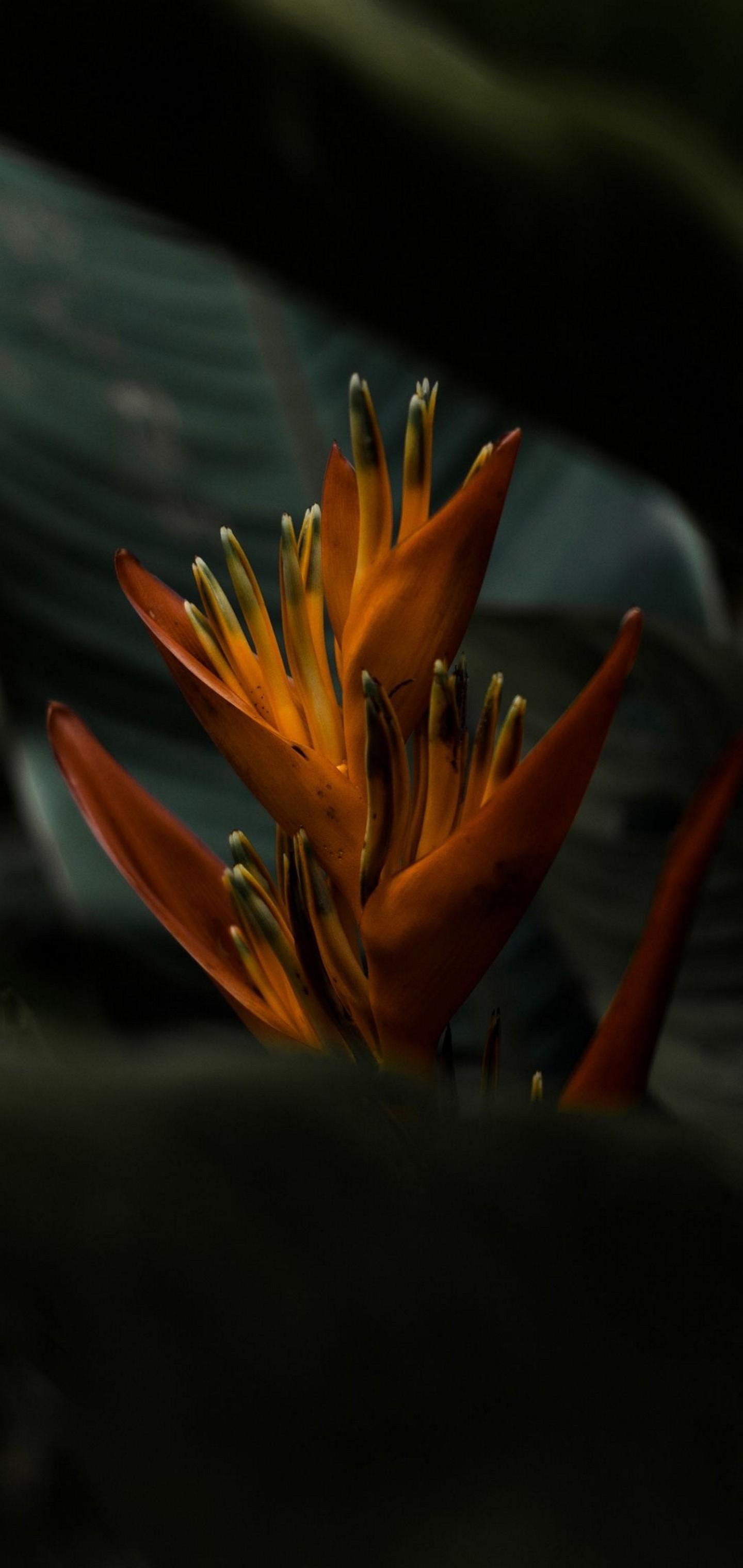 1440x3040 Heliconia Flower Wallpaper - [1440x3040]