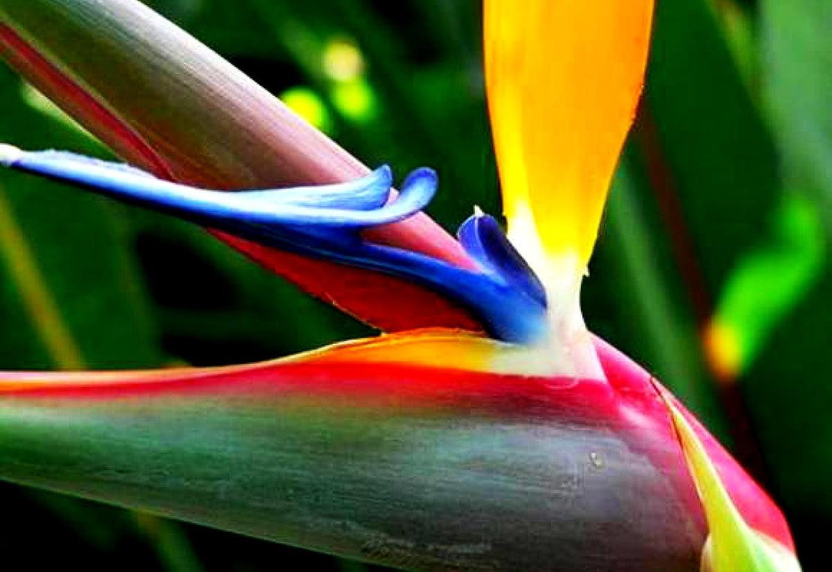 1200x825 Strelitzia, Bird Of Paradise, Flowers wallpaper. FREE Best background