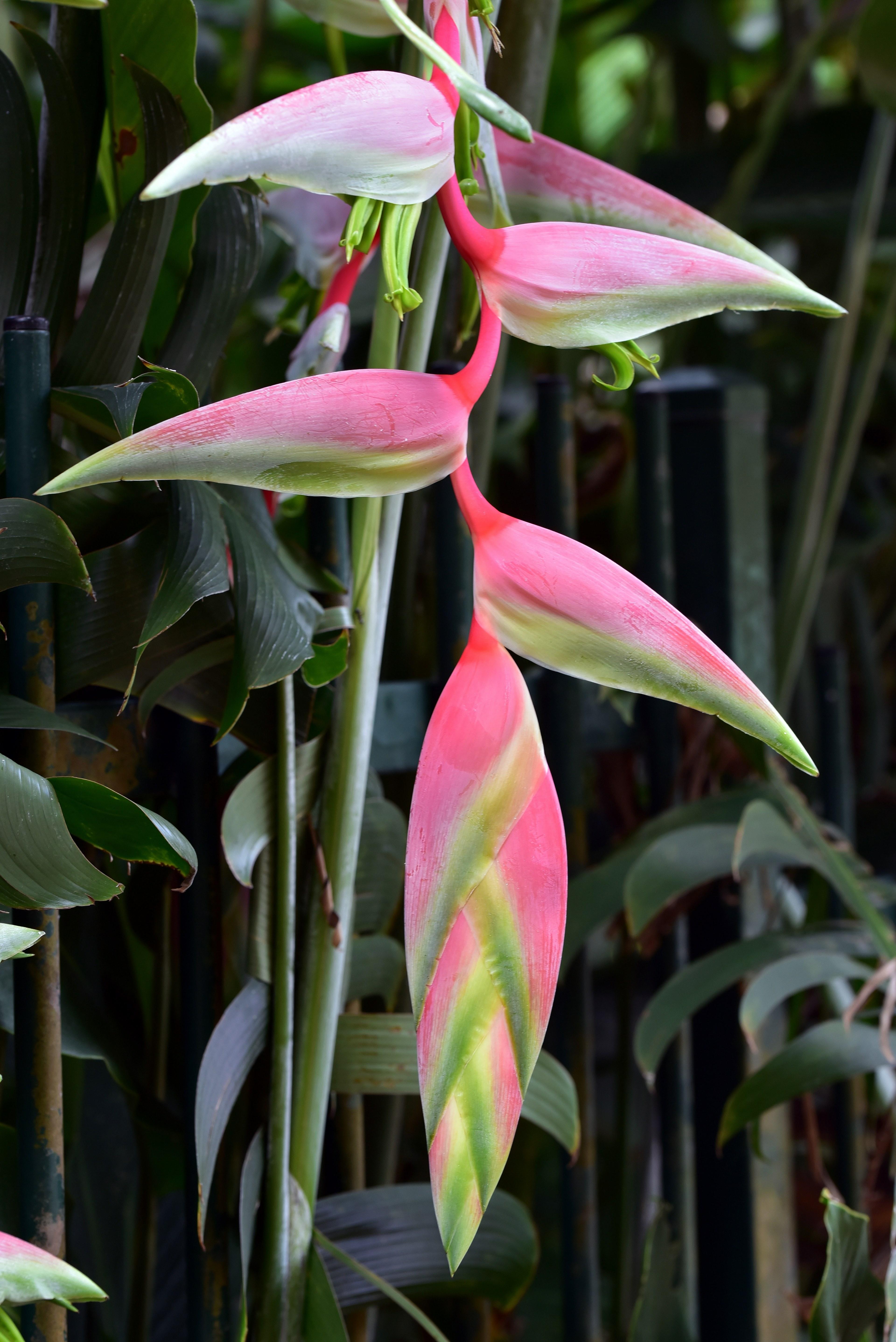 3840x5752 Wallpaper / heliconia pink 4k wallpaper
