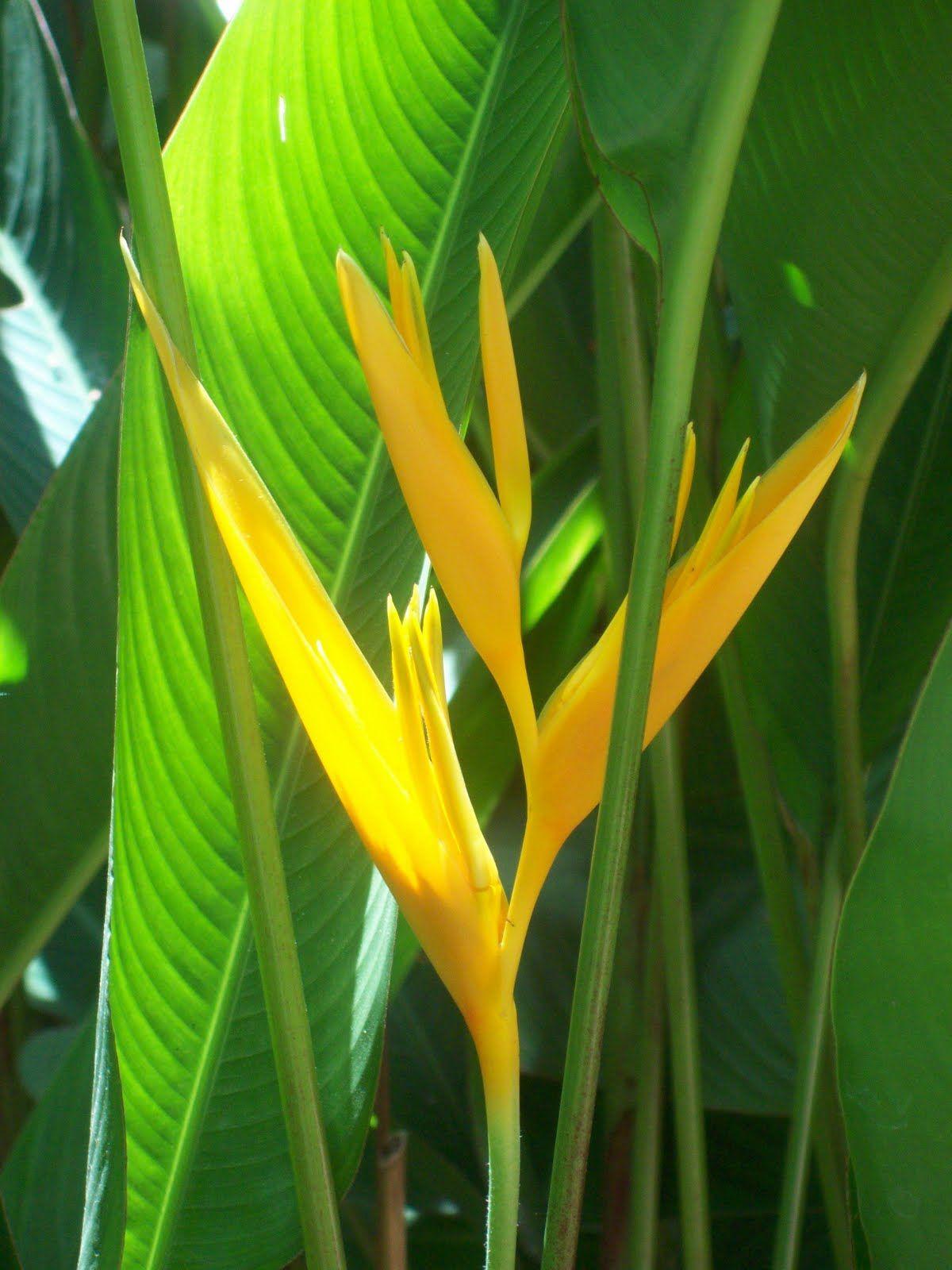 1200x1600 Heliconia
