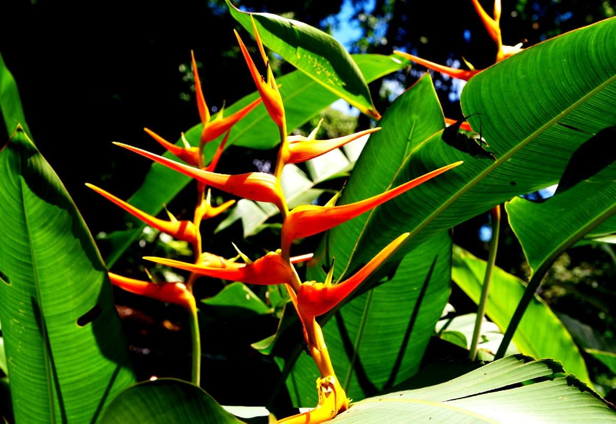 1200x825 Heliconia wallpaper HD. Download Free background