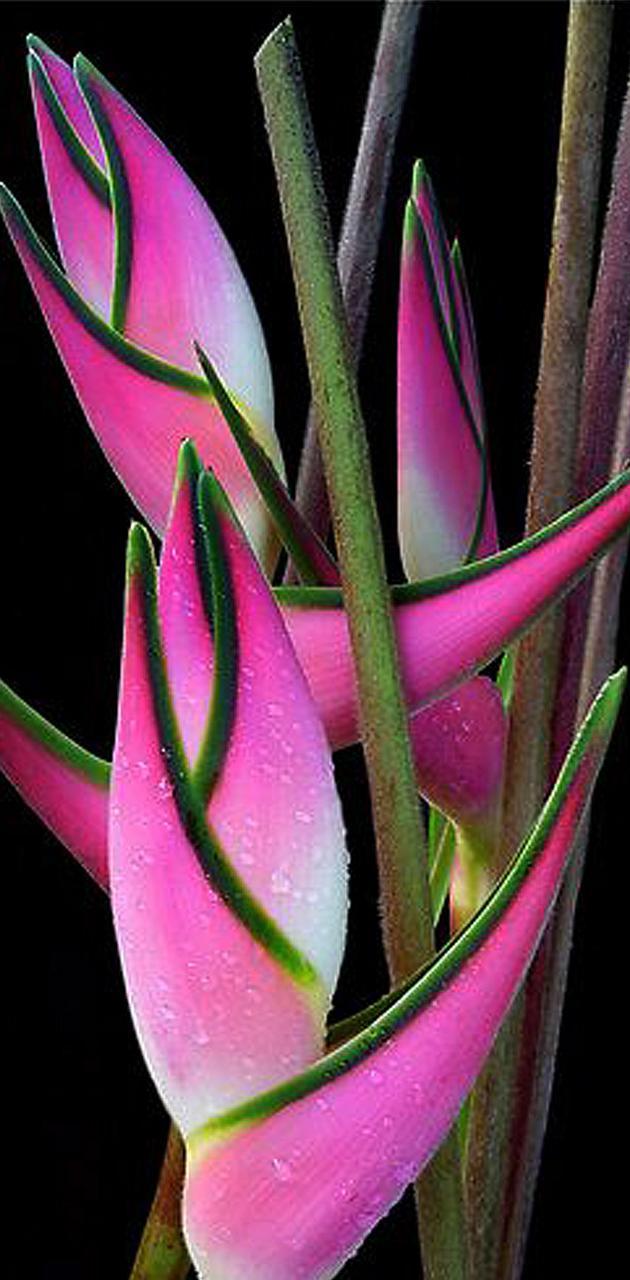 630x1280 Pink heliconia wallpaper