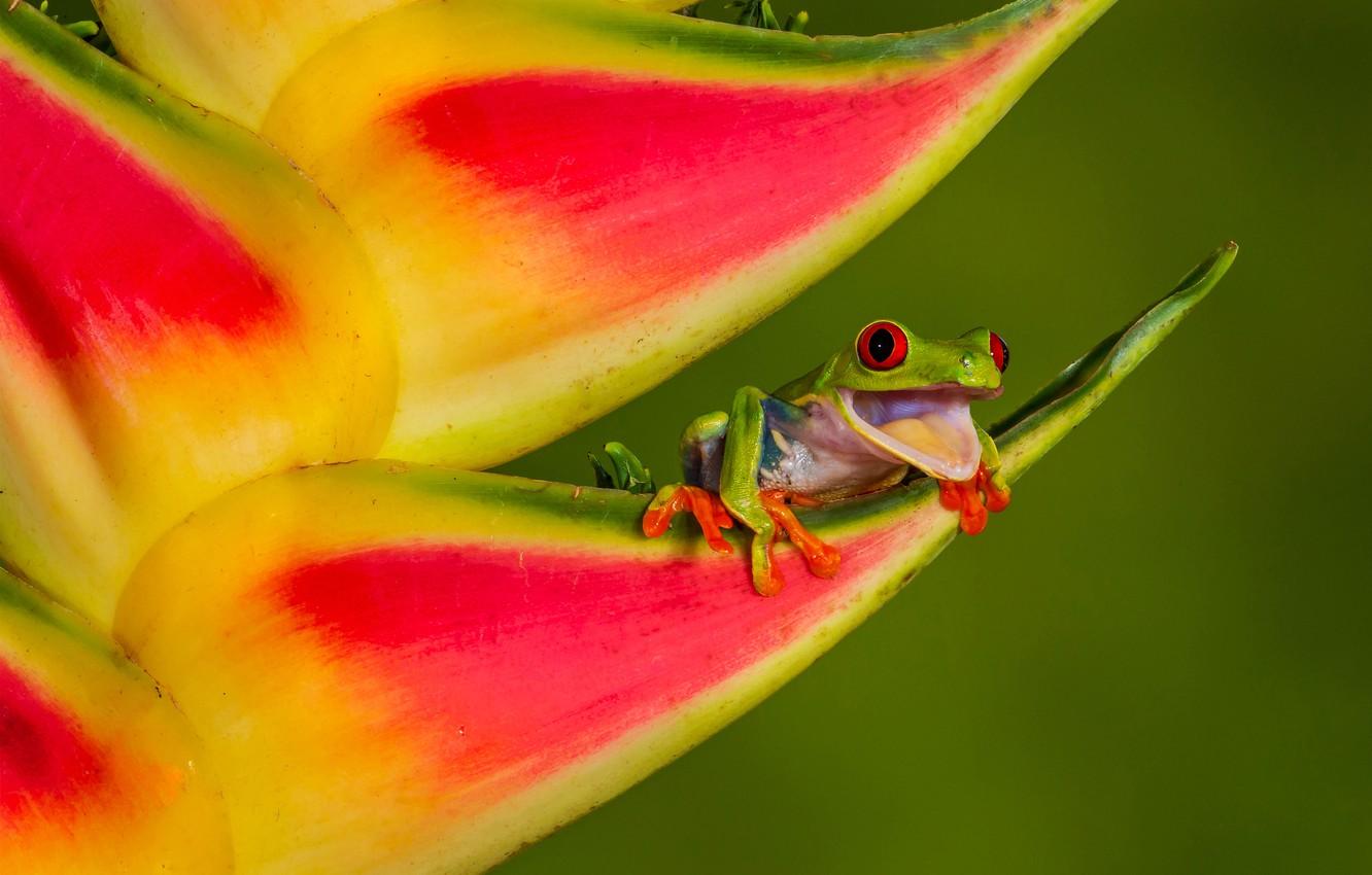 1332x850 Wallpaper Flower, Macro, Background, Frog, Heliconia, Red Eyed Tree Frog Image For Desktop, Section животные