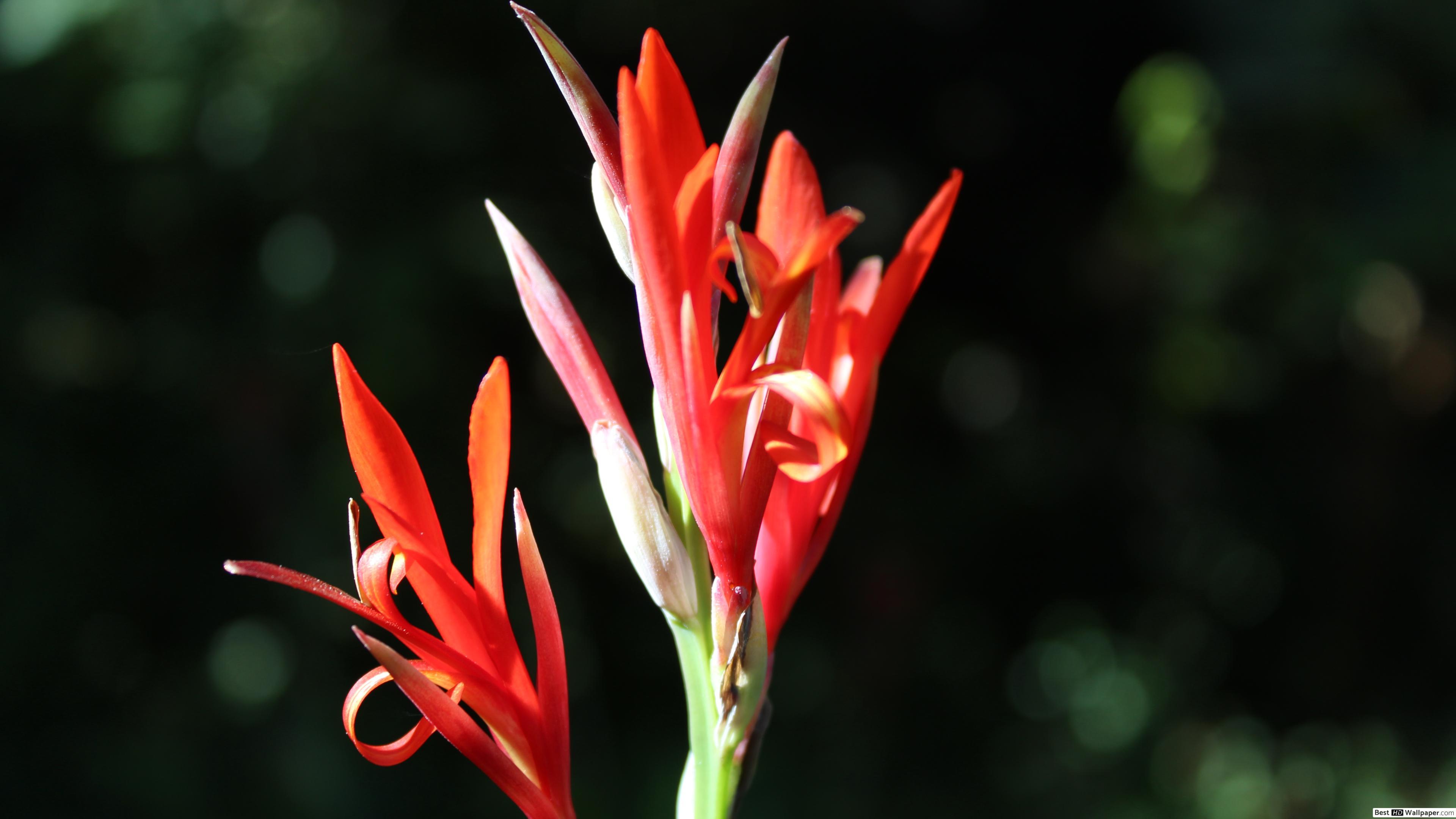 3840x2160 Beauty within heliconia flowers HD wallpaper download