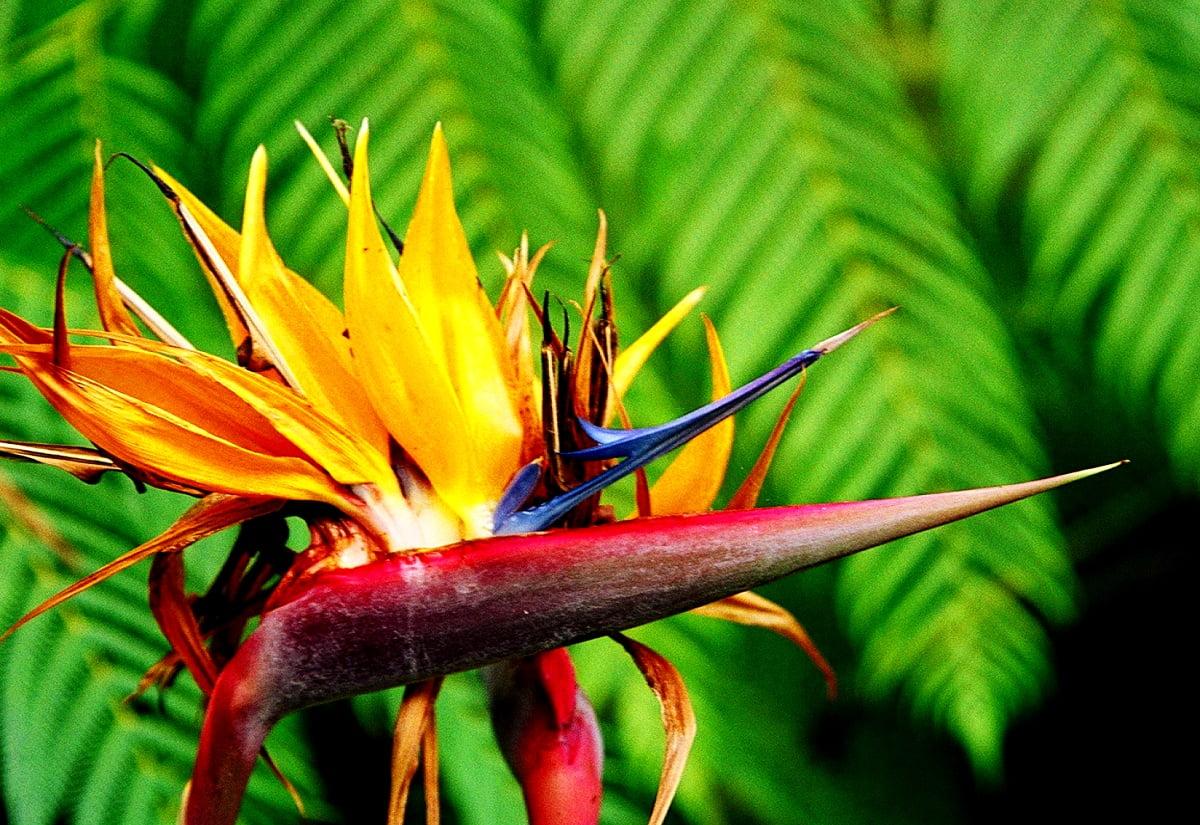 1200x825 Strelitzia, Flowers, Bird Of Paradise background. Download Free image