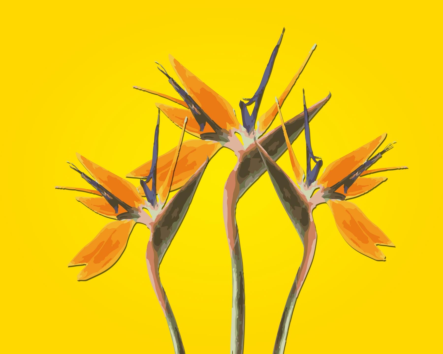 1800x1440 Buy Strelizia Heliconia flowers wallpaper US shipping at