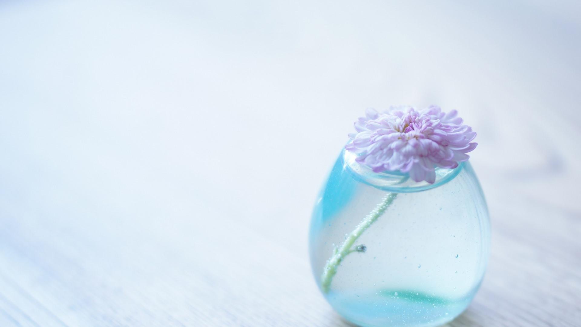 1920x1080 FREE Flower Vase Wallpaper in PSD