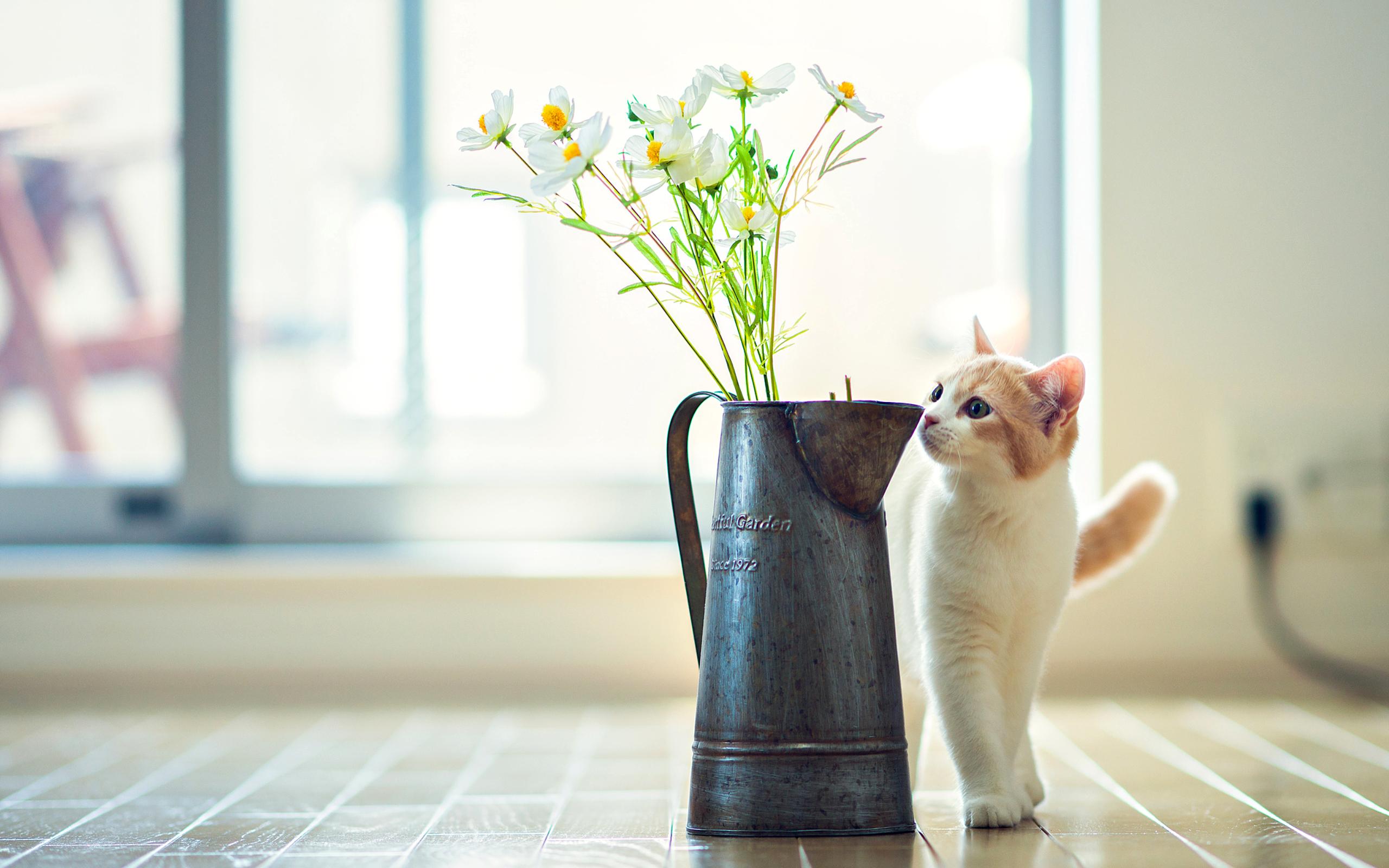 2560x1600 Cat Flower Vase