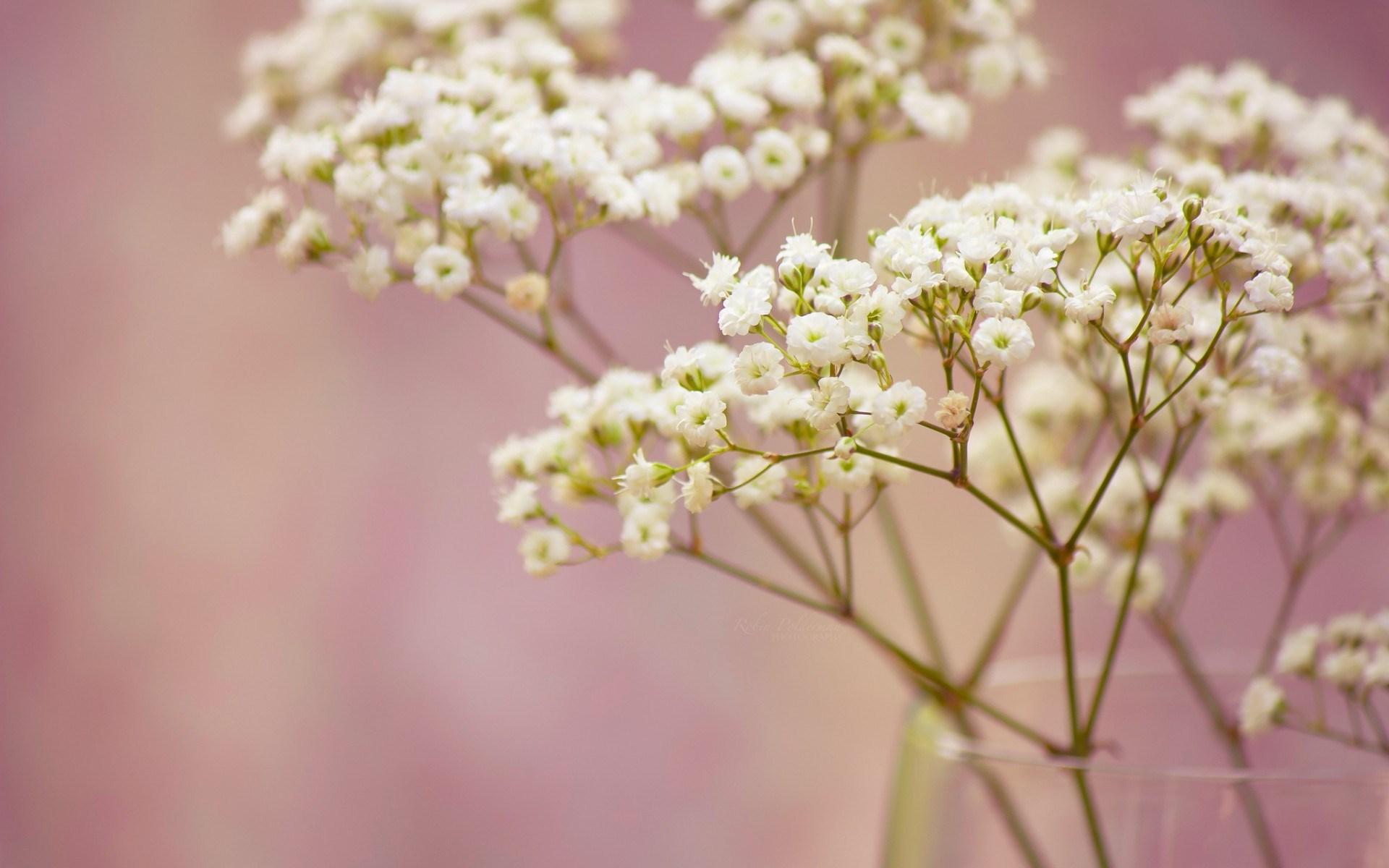 1920x1200 Lovely Flowers Vase Wallpaper 44235 1920x1200px