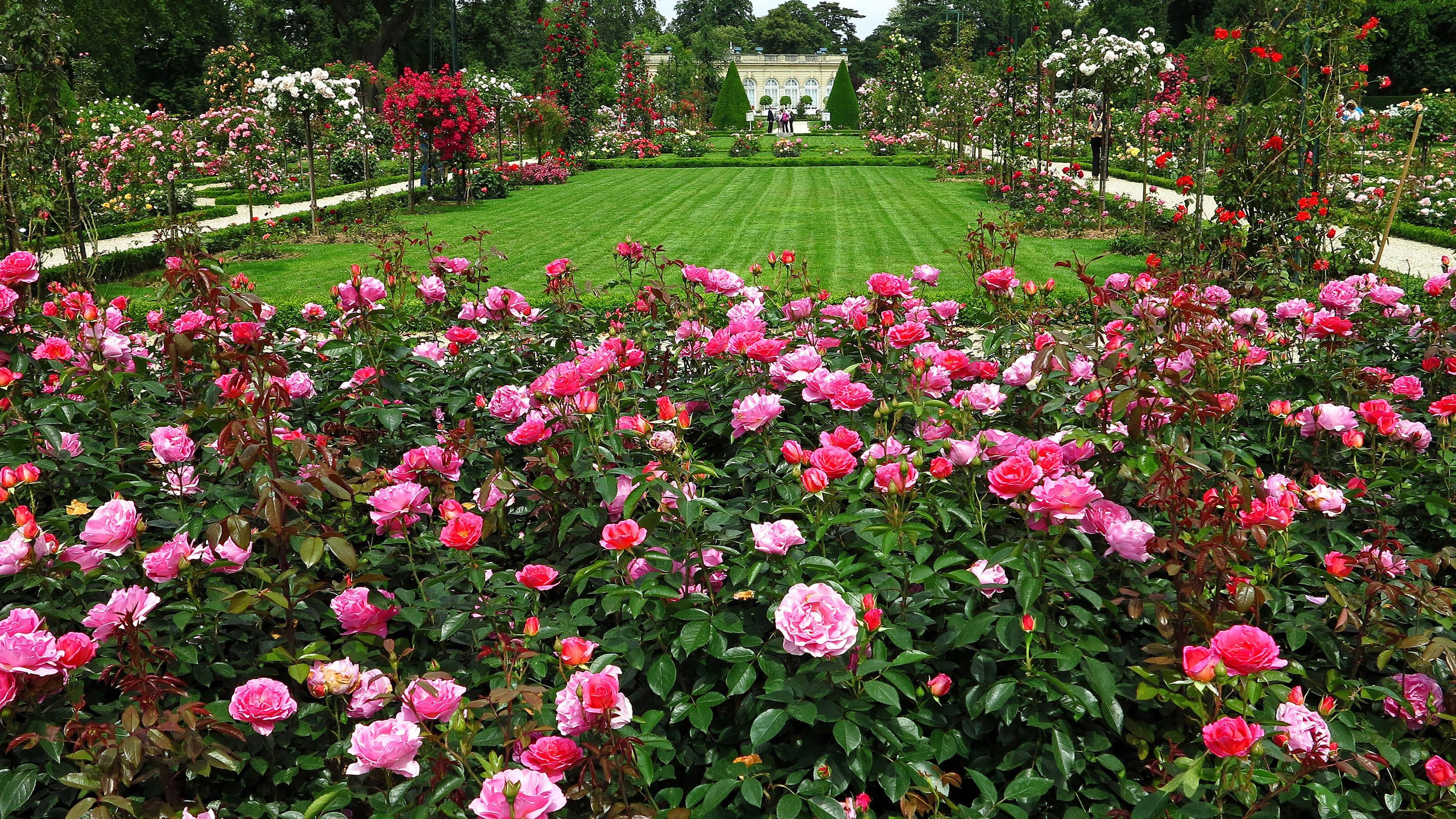 3200x1800 Title English Rose Garden Man Made Garden Garden Wallpaper HD HD Wallpaper