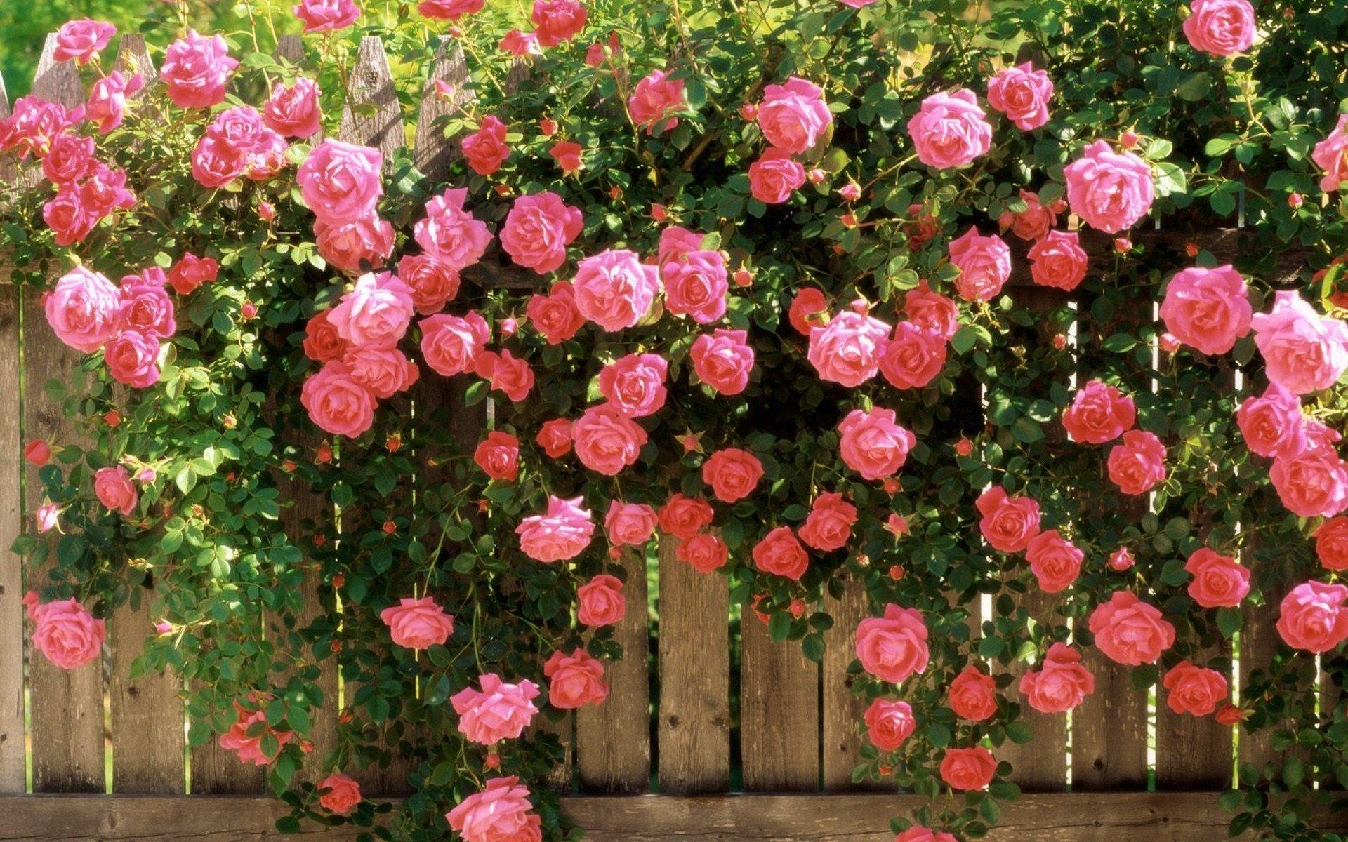 1920x1200 Rose Garden Wallpaper HD