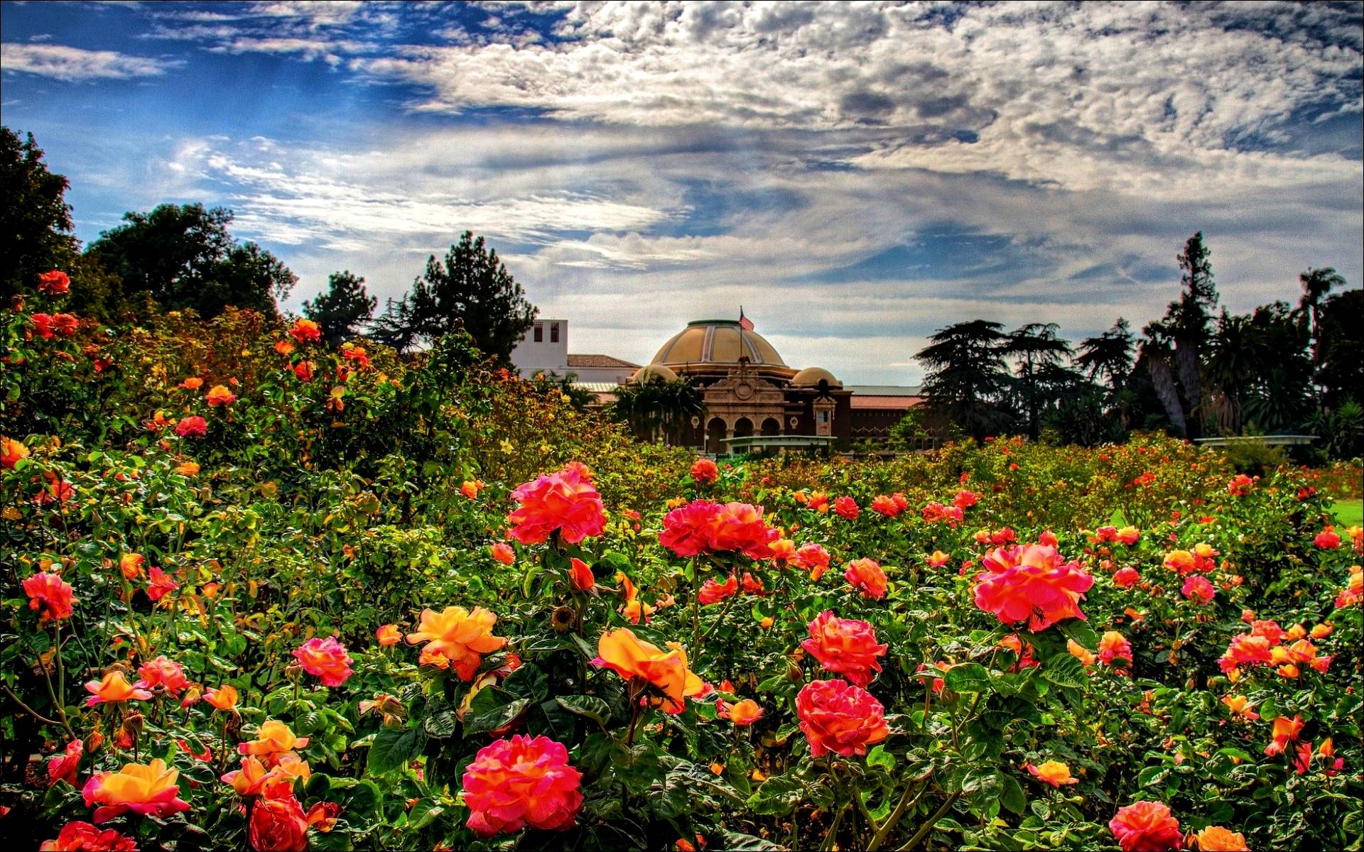1920x1200 Rose Garden Wallpaper Download