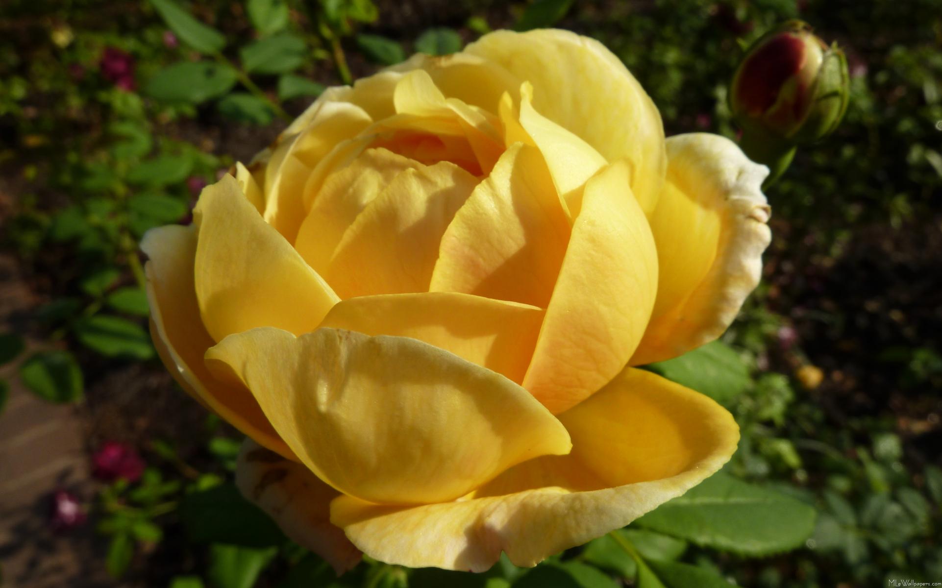 Желтые английские розы. Еллоу Инглиш Роуз.