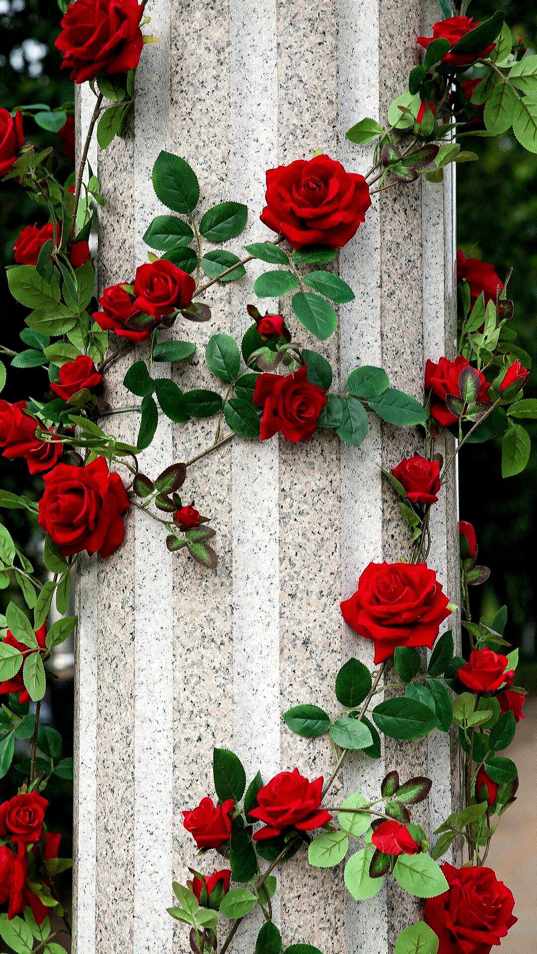 English Rose Garden Wallpapers - Top Free English Rose Garden ...