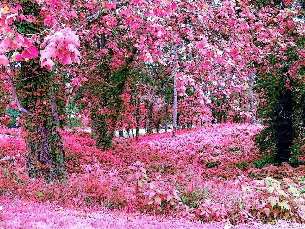 1024x768 Rose Garden Wallpaper