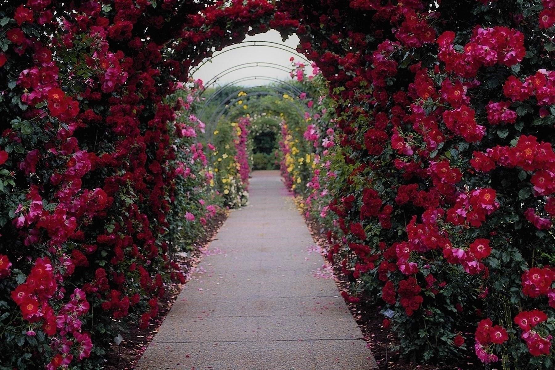 1800x1200 Enchanted Rose Archway: Stunning Pink Flower Garden HD Wallpaper