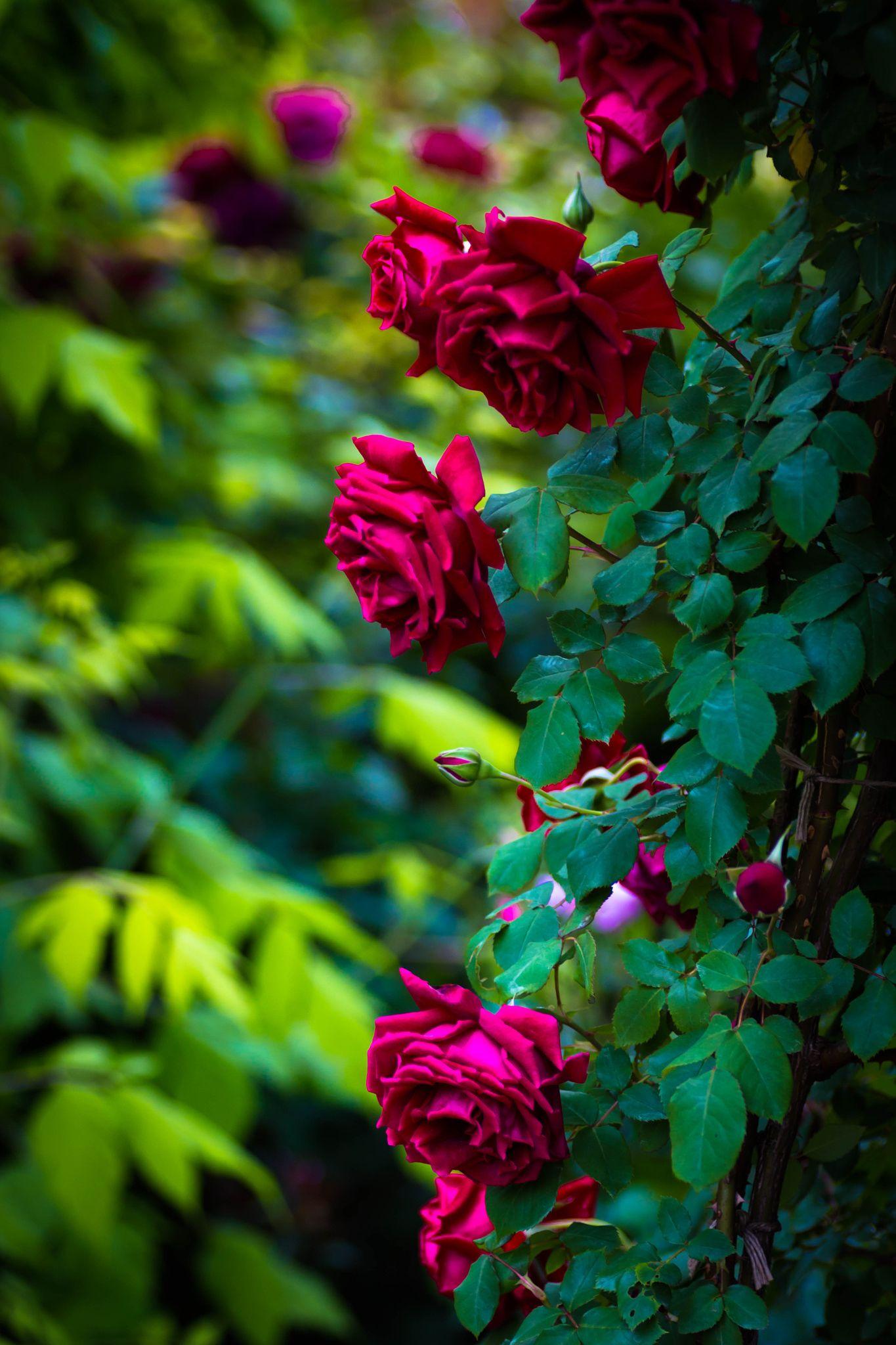 English Rose Garden Wallpapers Top Free English Rose Garden
