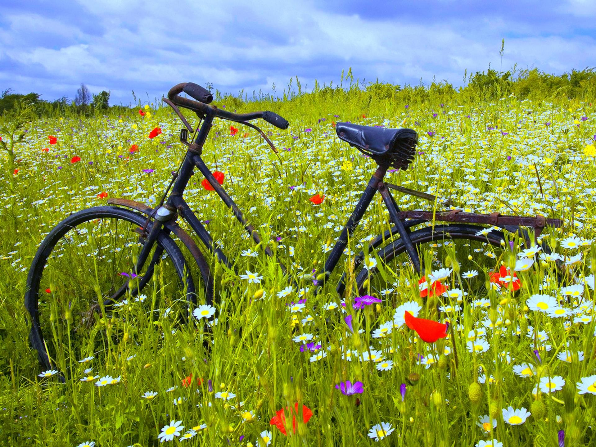 1920x1440 Desktop Wallpaper Bicycles and Flowers