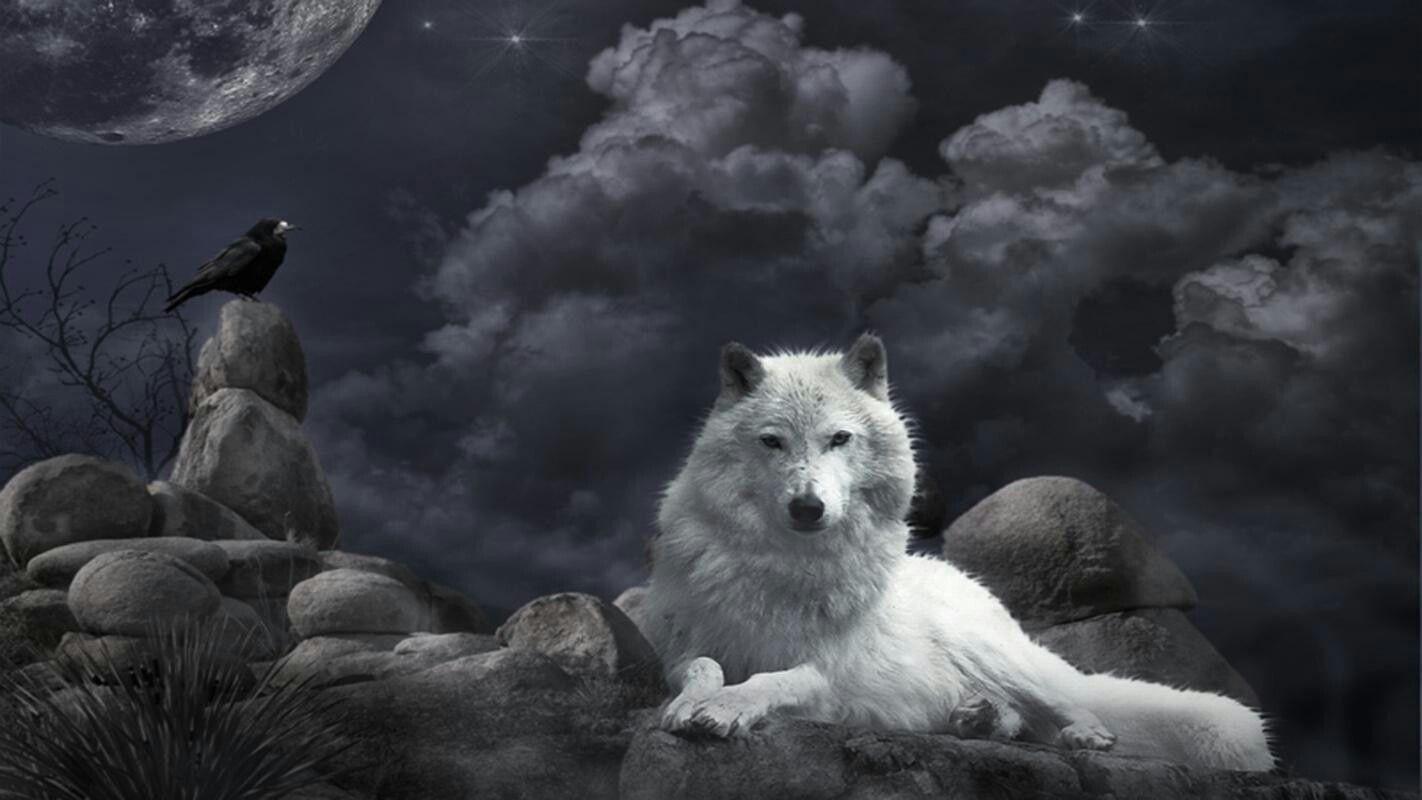 direwolf game of thrones wallpaper