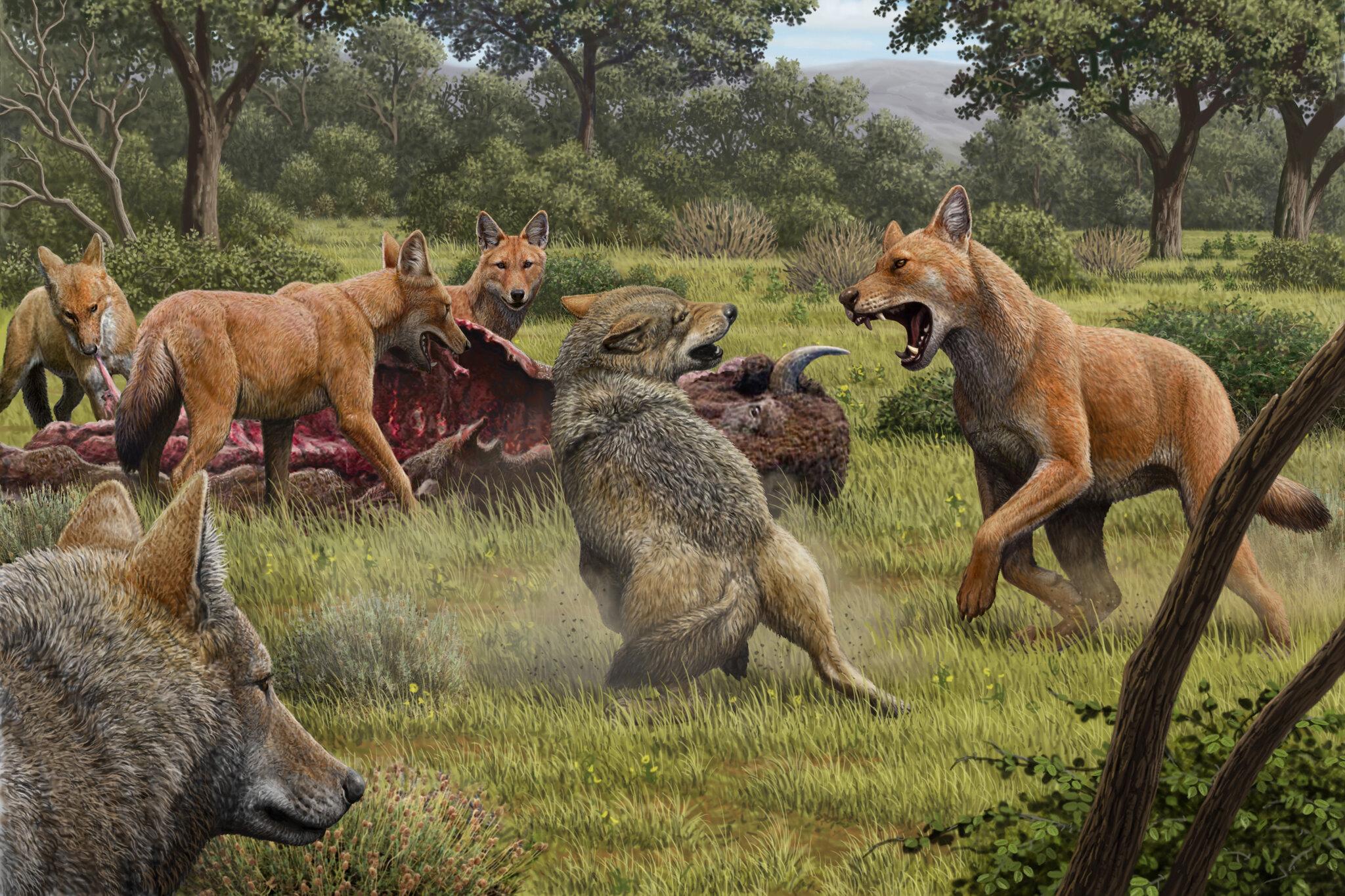 2048x1365 The Real Dire Wolf Ran Into an Evolutionary Dead End