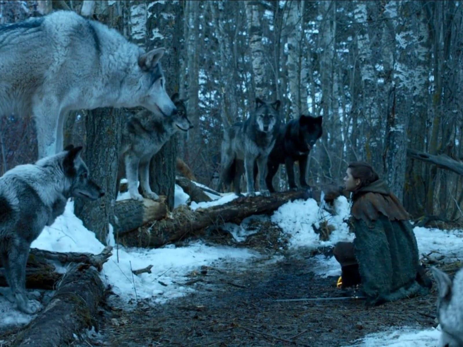 Game of Thrones Dire Wolf Wallpapers - Top Free Game of Thrones Dire ...