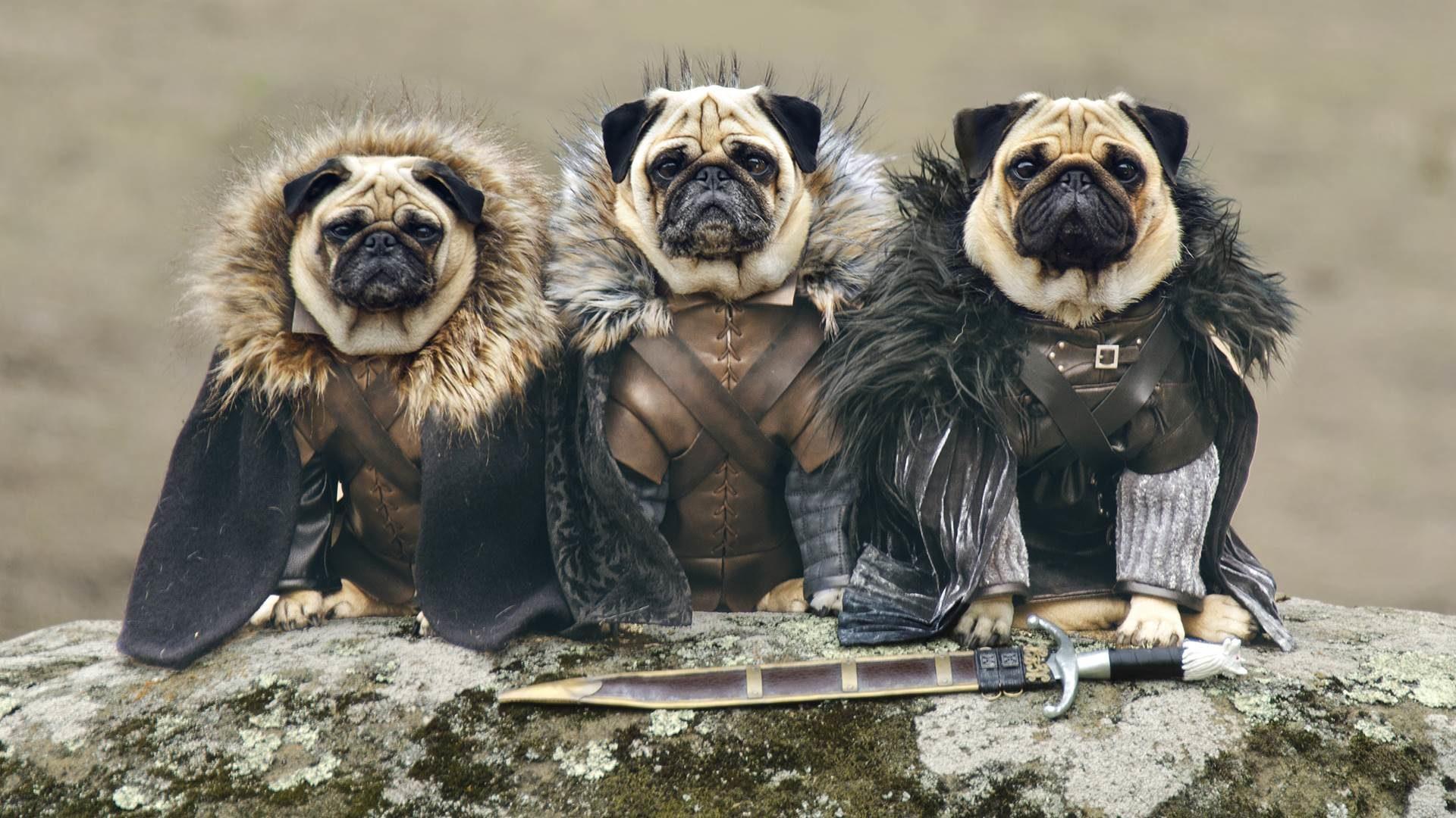 1920x1080 Everyone has his dire wolf: 11 actors from Game of Thrones and their dogs
