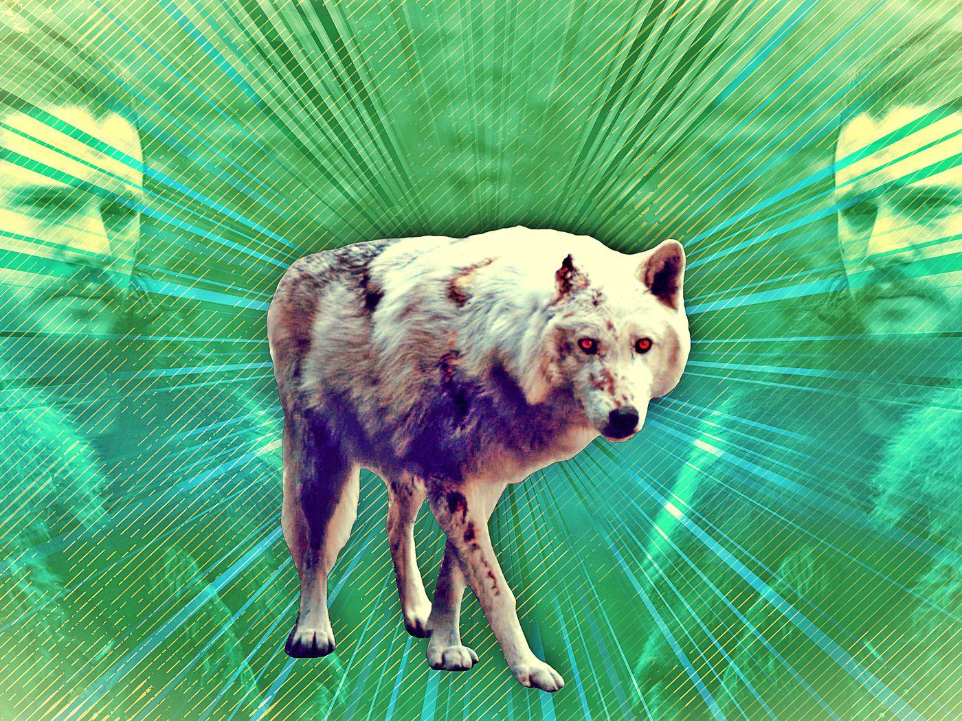 1400x1050 Respect Ghost: How 'Game of Thrones' Botched Jon's Relationship With His Direwolf