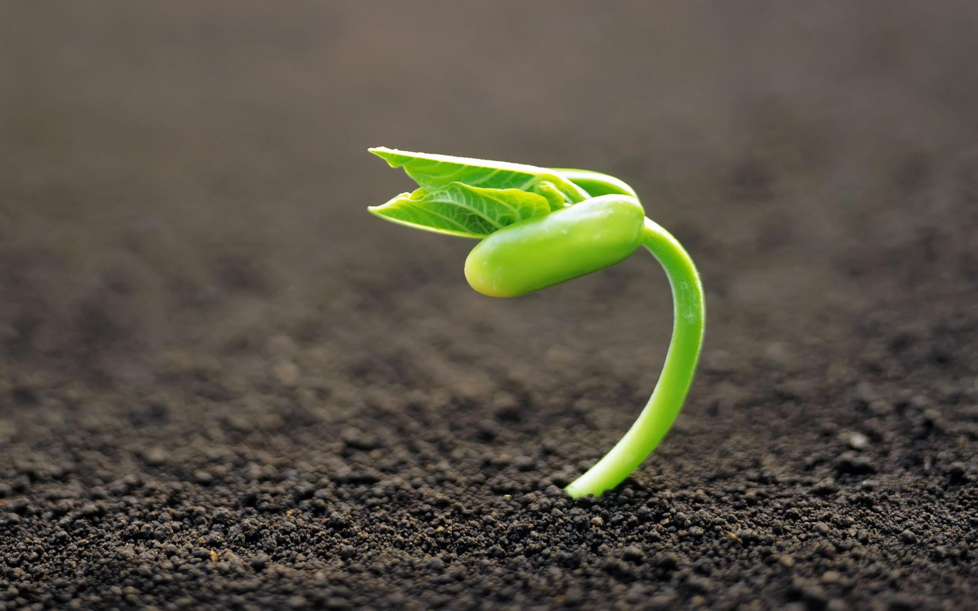 1920x1200 Wallpaper, nature, births, plant