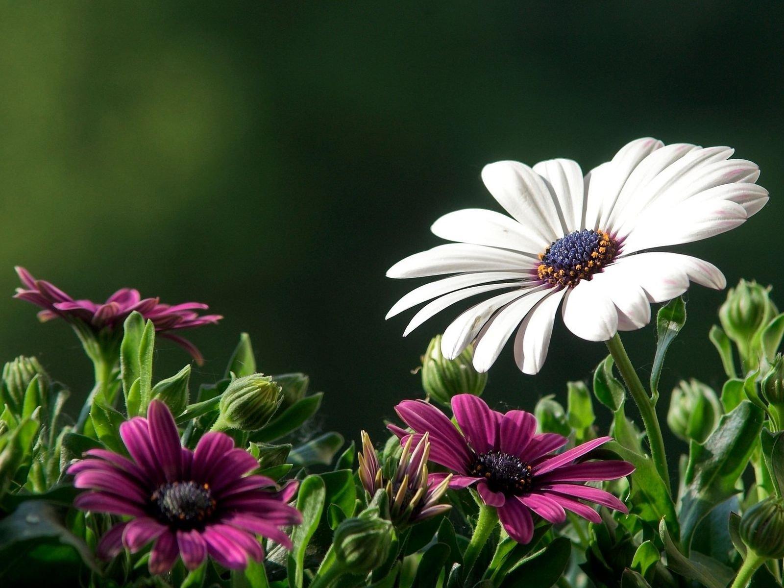 1600x1200 flowers, Nature, Plant, Beautiful, Green, Flower Wallpaper HD / Desktop and Mobile Background