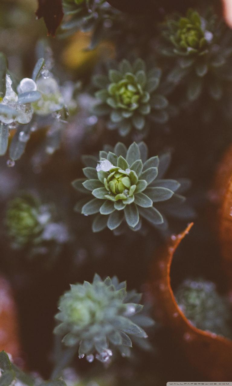 768x1280 Plants Nature Ultra HD Desktop Background Wallpaper for 4K UHD TV : Widescreen & UltraWide Desktop & Laptop : Tablet
