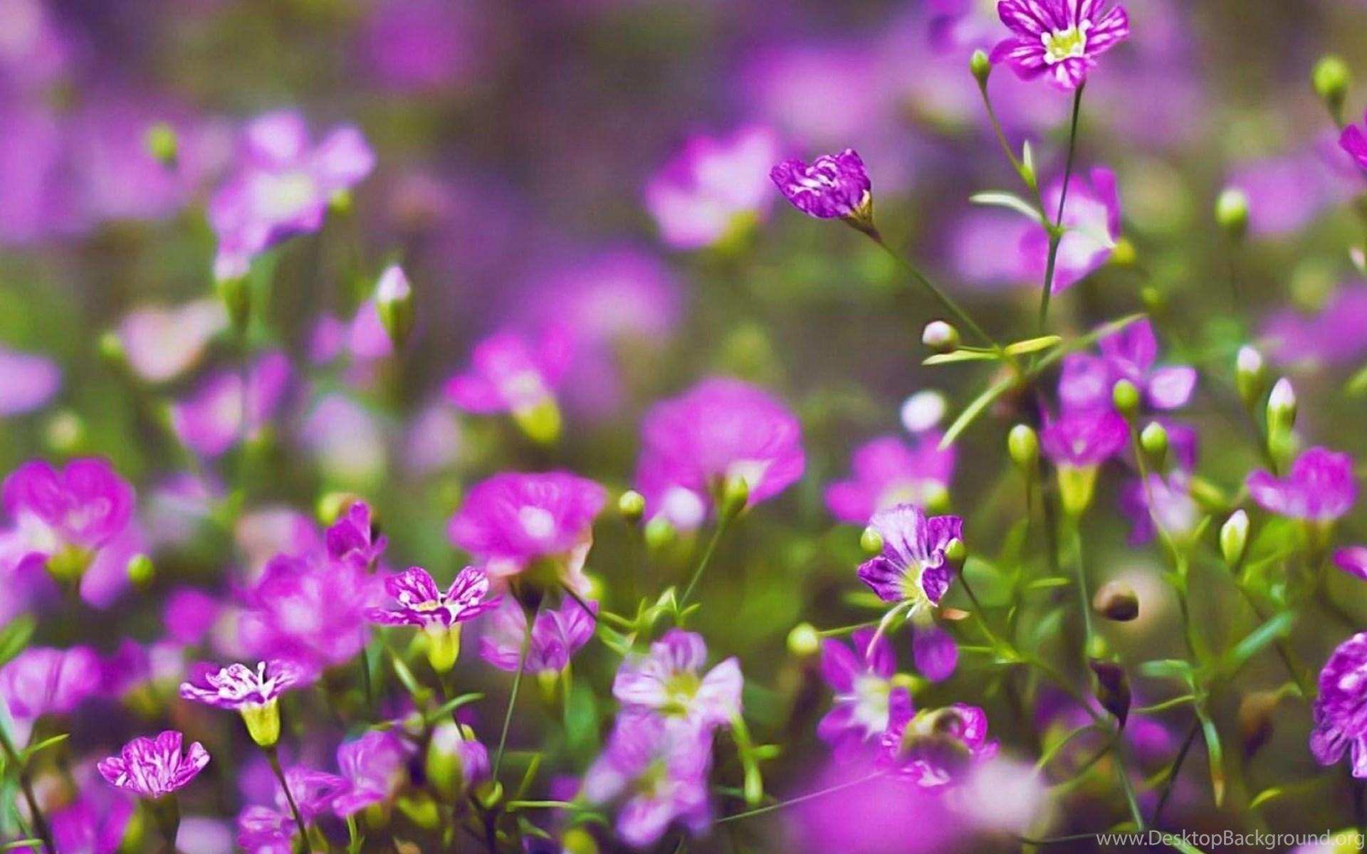 1920x1200 Purple Flowers HD Nature Plant / HD iPad Wallpaper Desktop Background
