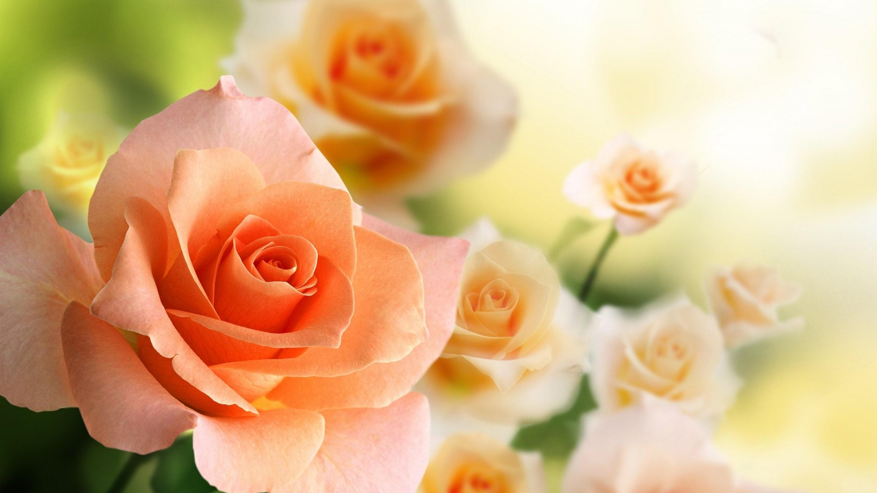 2880x1620 Garden, hd Nature Wallpaper, Nature, Plant, Flower, Image Of Roses HD