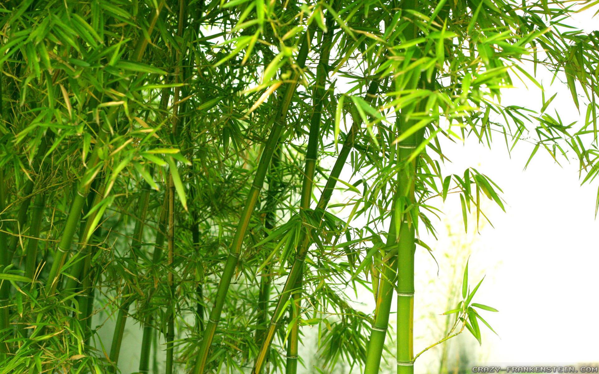1920x1200 Plant wallpaper