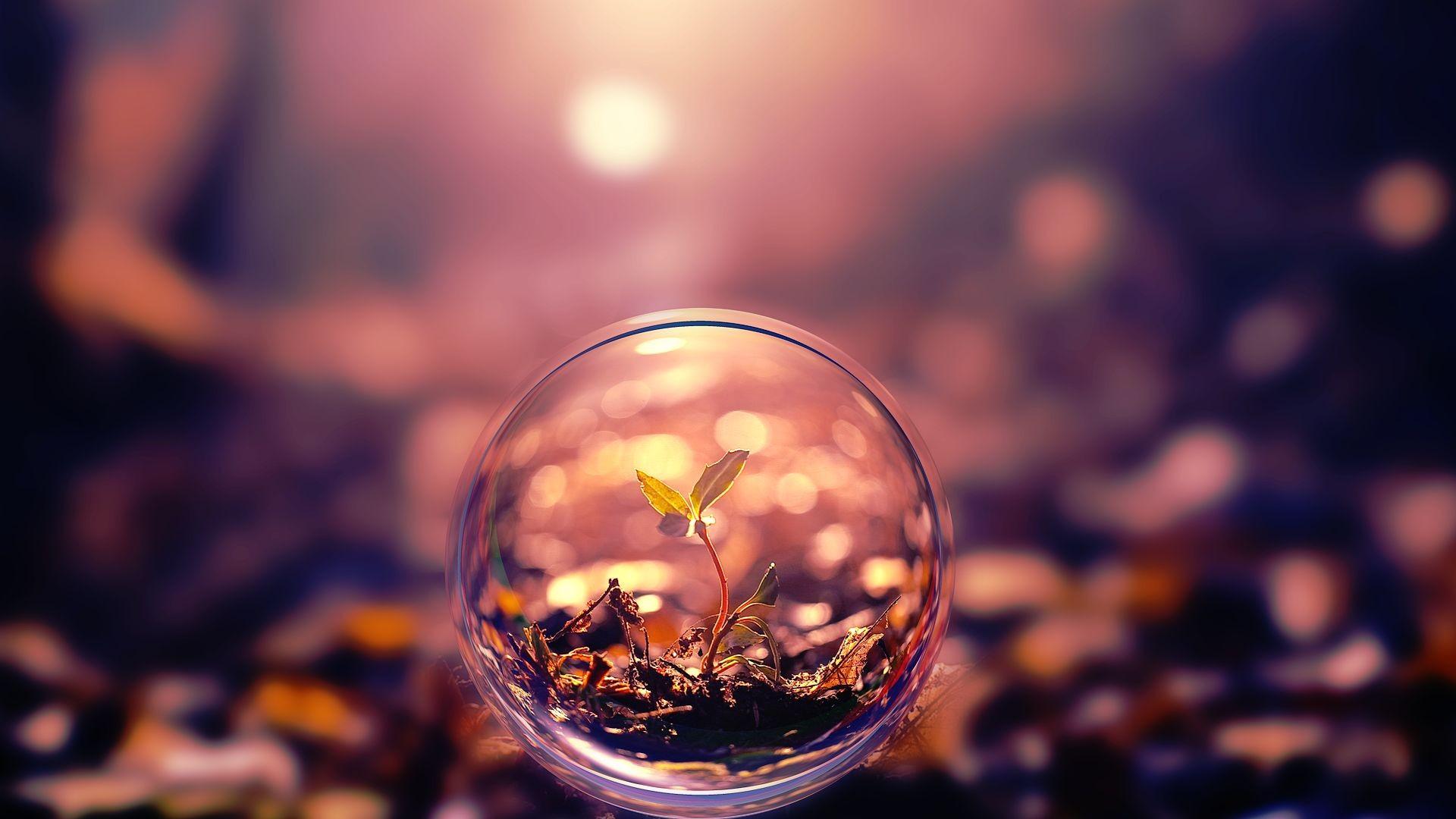 1920x1080 Nature Plant Wallpaper. Free Computer Desktop Wallpaper