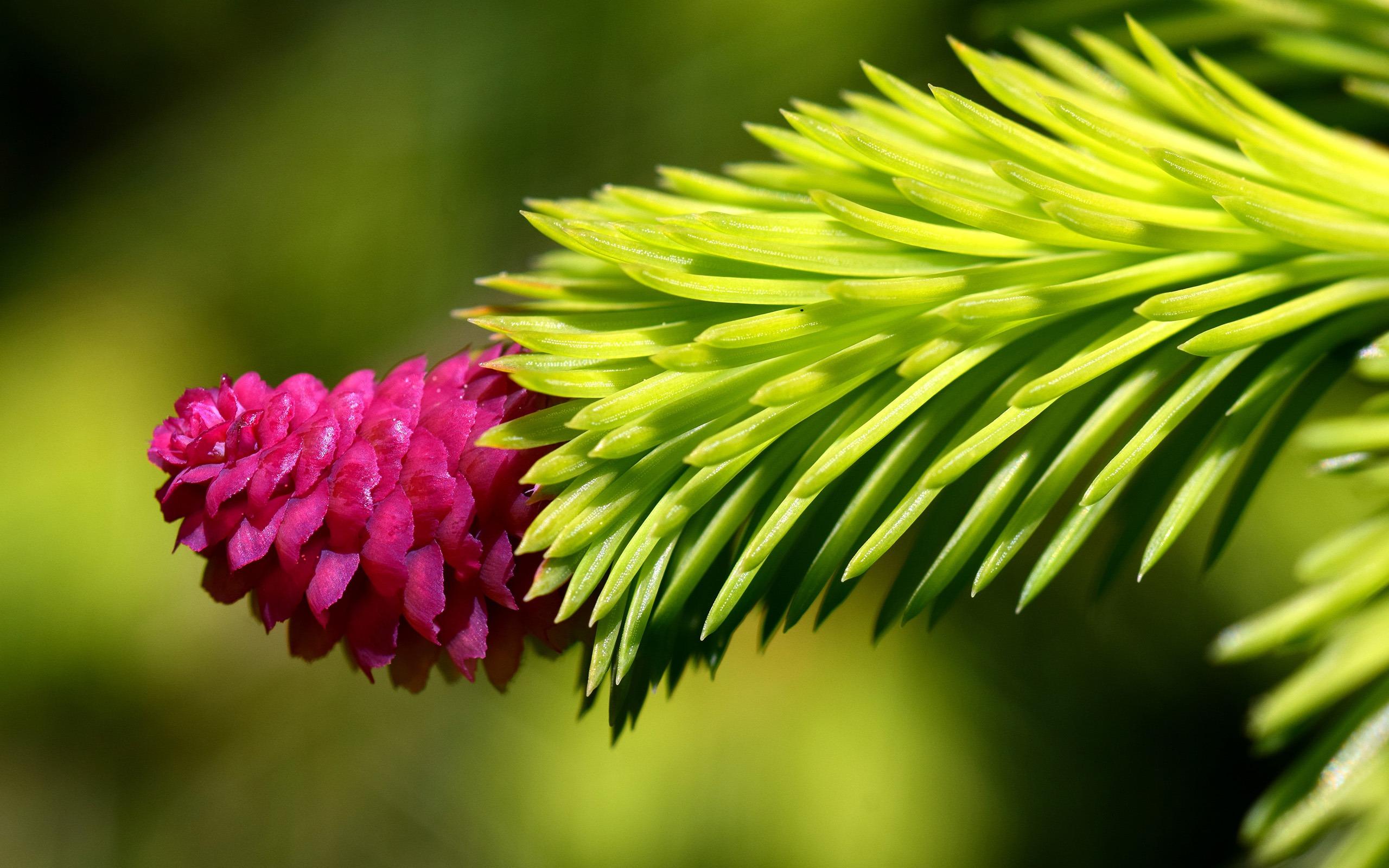 2560x1600 Flower Nature HD Wallpaper 1920x1080