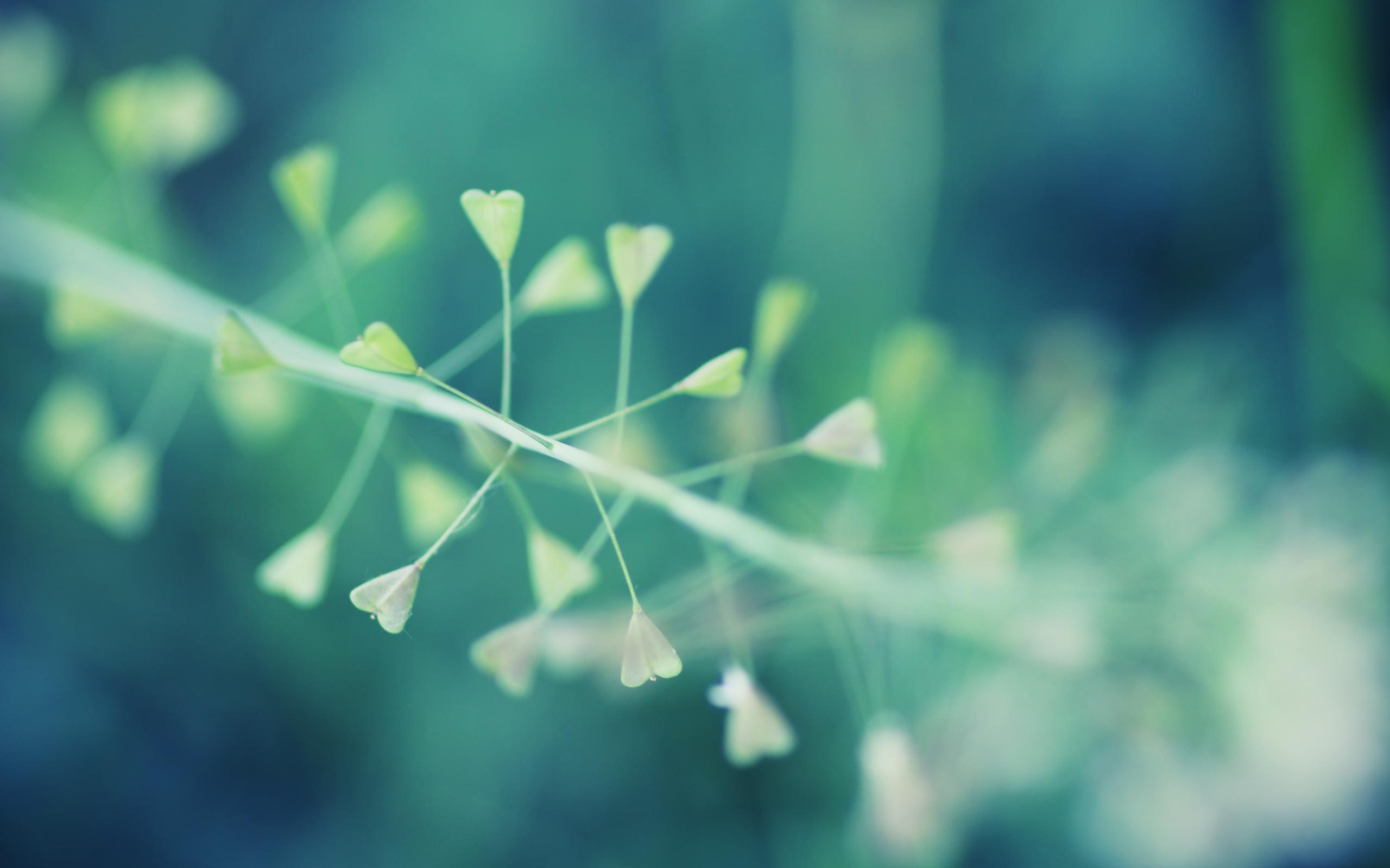 2560x1600 Free download Macro Plant Nature Wallpaper HD [2560x1600] for your Desktop, Mobile & Tablet. Explore Macro HD Wallpaper. Macro Photography Wallpaper
